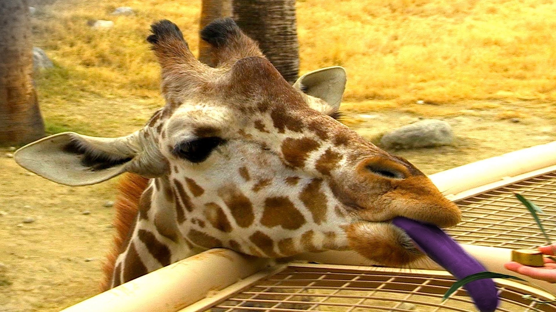 Full Hd P Giraffe Wallpapers Hd, Desktop Backgrounds - Giraffe - HD Wallpaper 