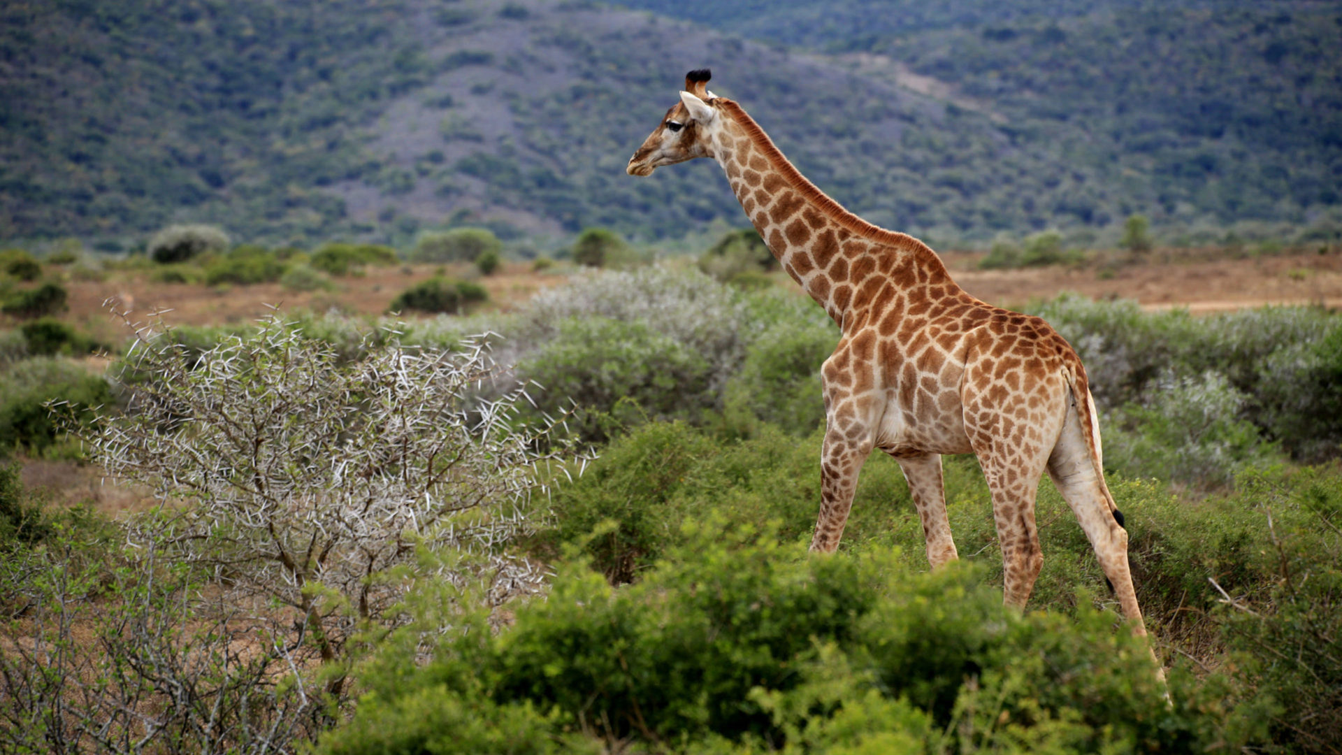 South Africa - HD Wallpaper 