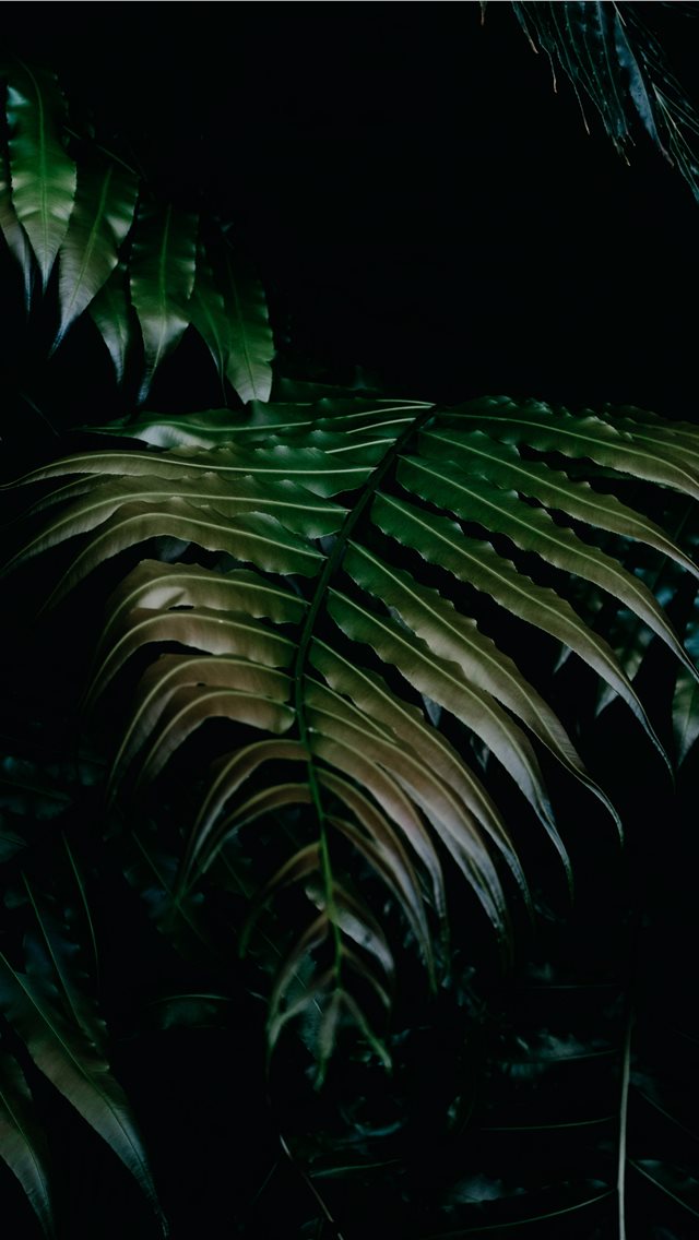 Iphone - HD Wallpaper 
