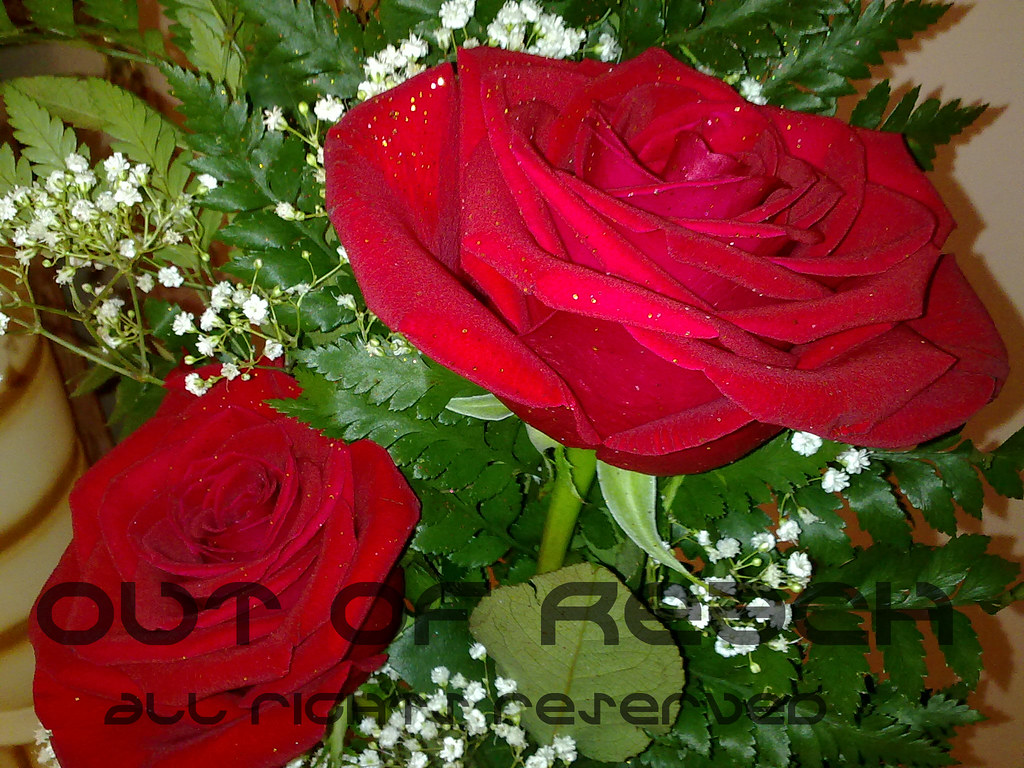 Garden Roses - HD Wallpaper 