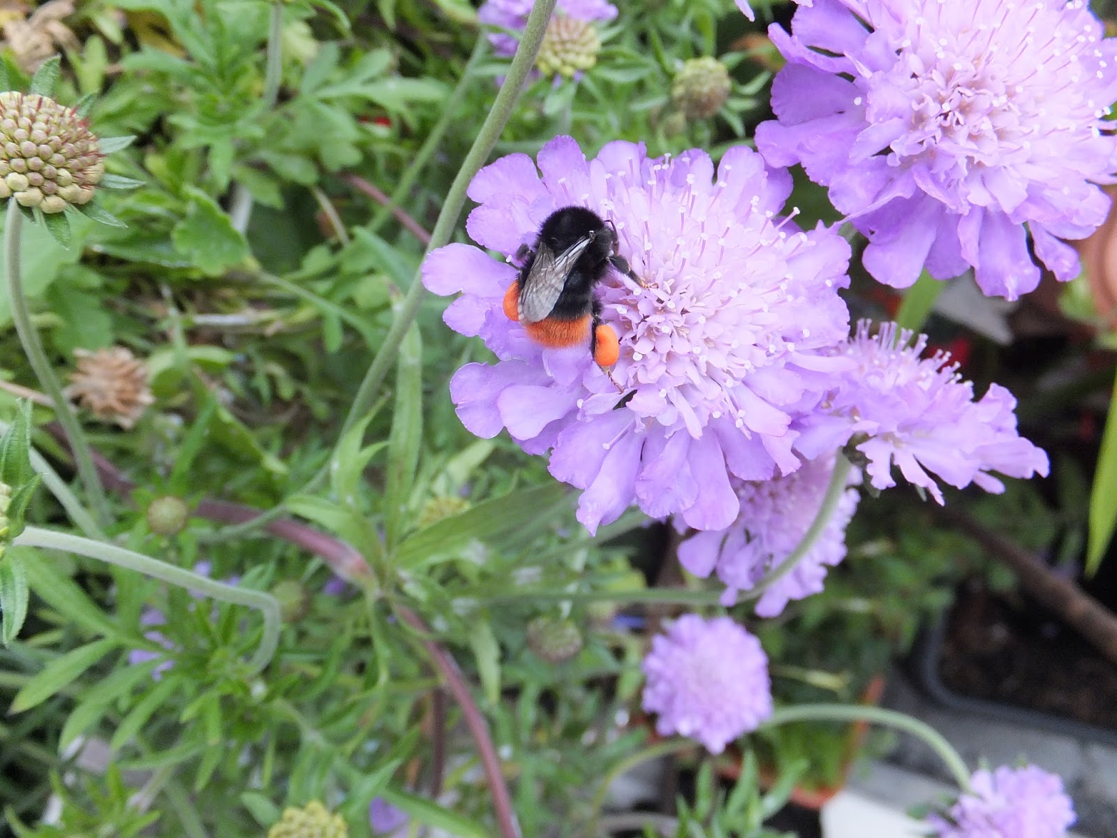 Pincushion Flower - HD Wallpaper 