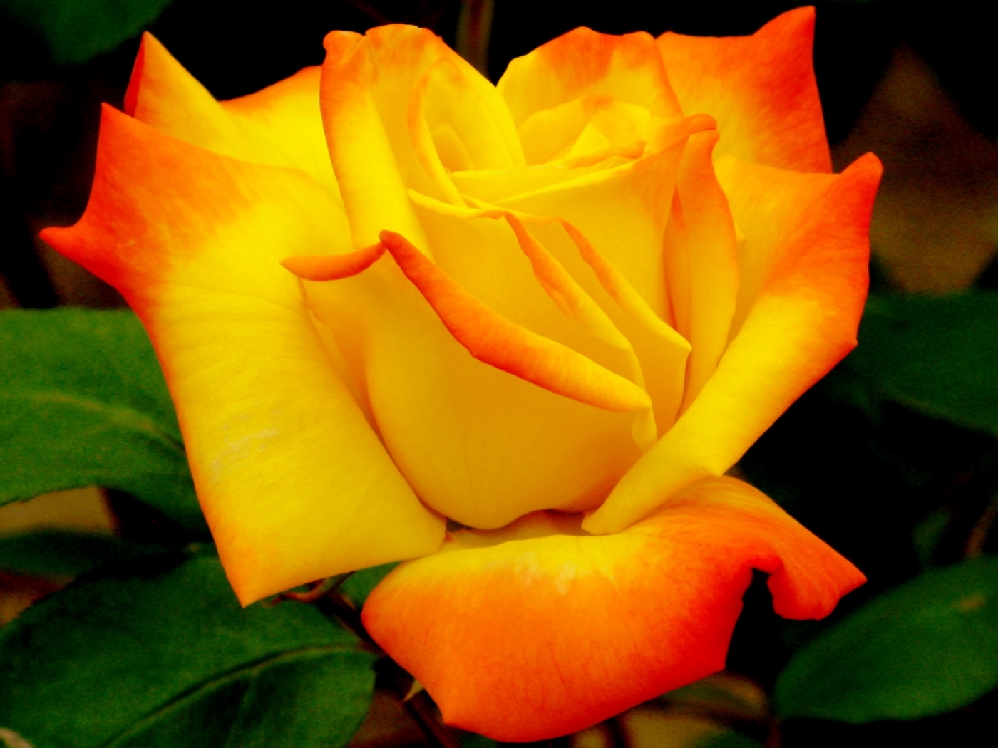 Yellow Rose - Love Yellow Colour Rose - HD Wallpaper 