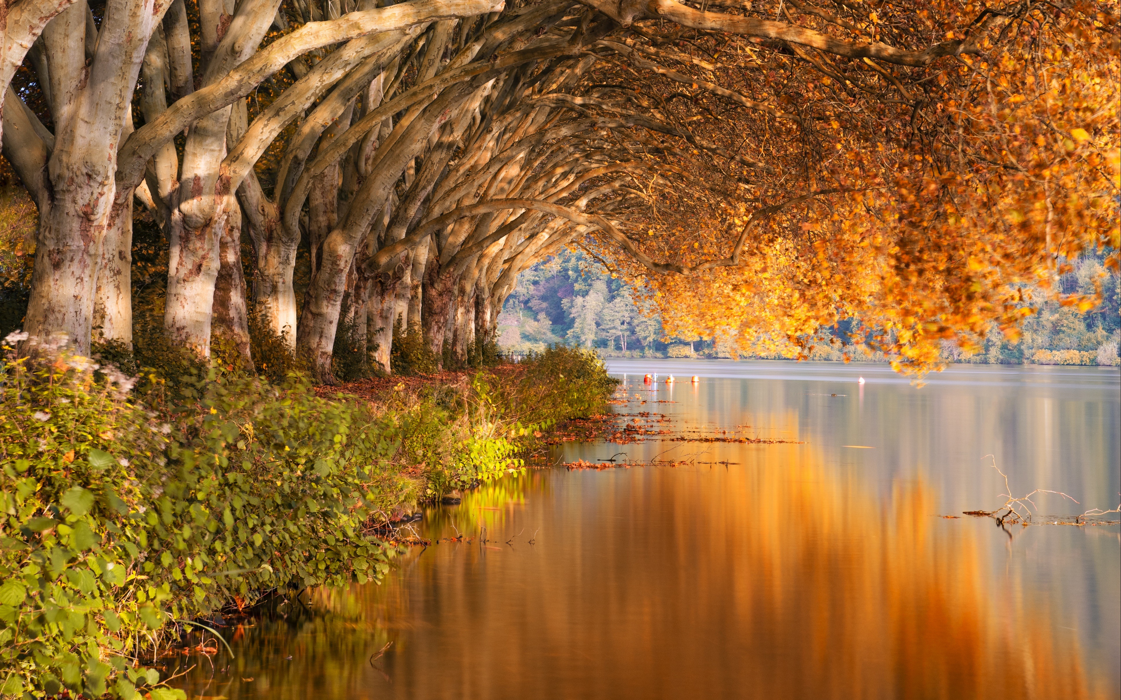 Autumn Lake - HD Wallpaper 