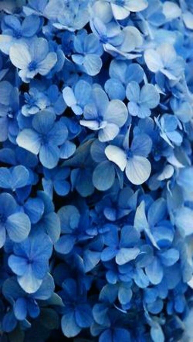 Blue Flowers Tumblr Wallpaper Flower Wallpaper Wallpaper - Blue Flower - HD Wallpaper 