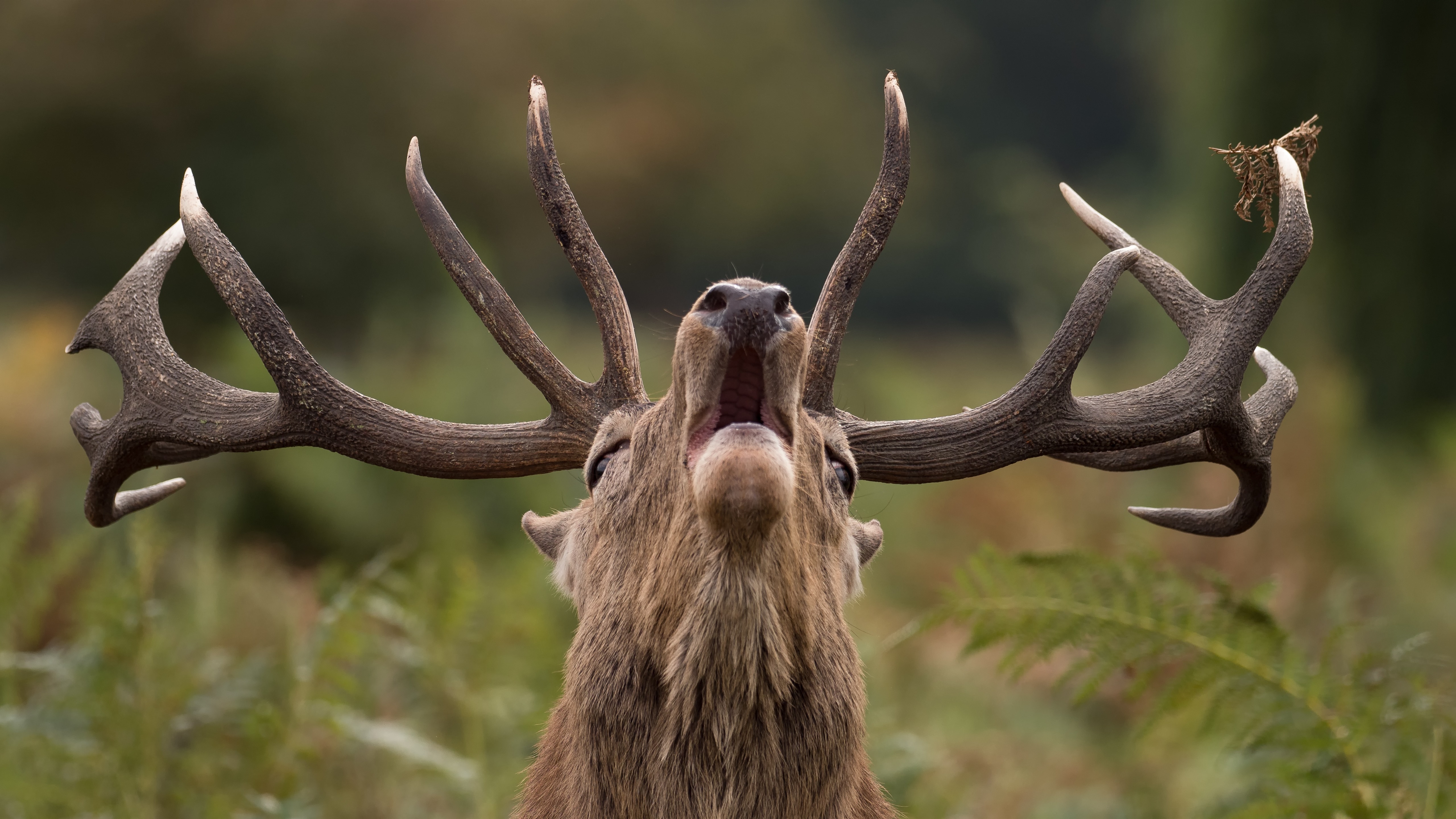 Wallpaper Deer, Head, Roar, Horns - Reindeer Horn Close Up - HD Wallpaper 