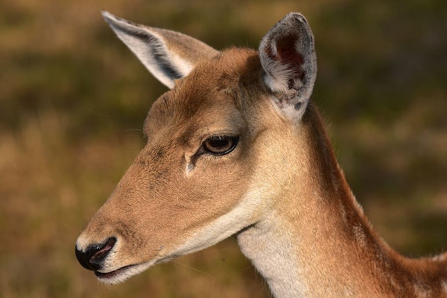 Doe, Fallow Deer, Portrait, Female, Red Deer, Mammal, - Hirschkuh - HD Wallpaper 