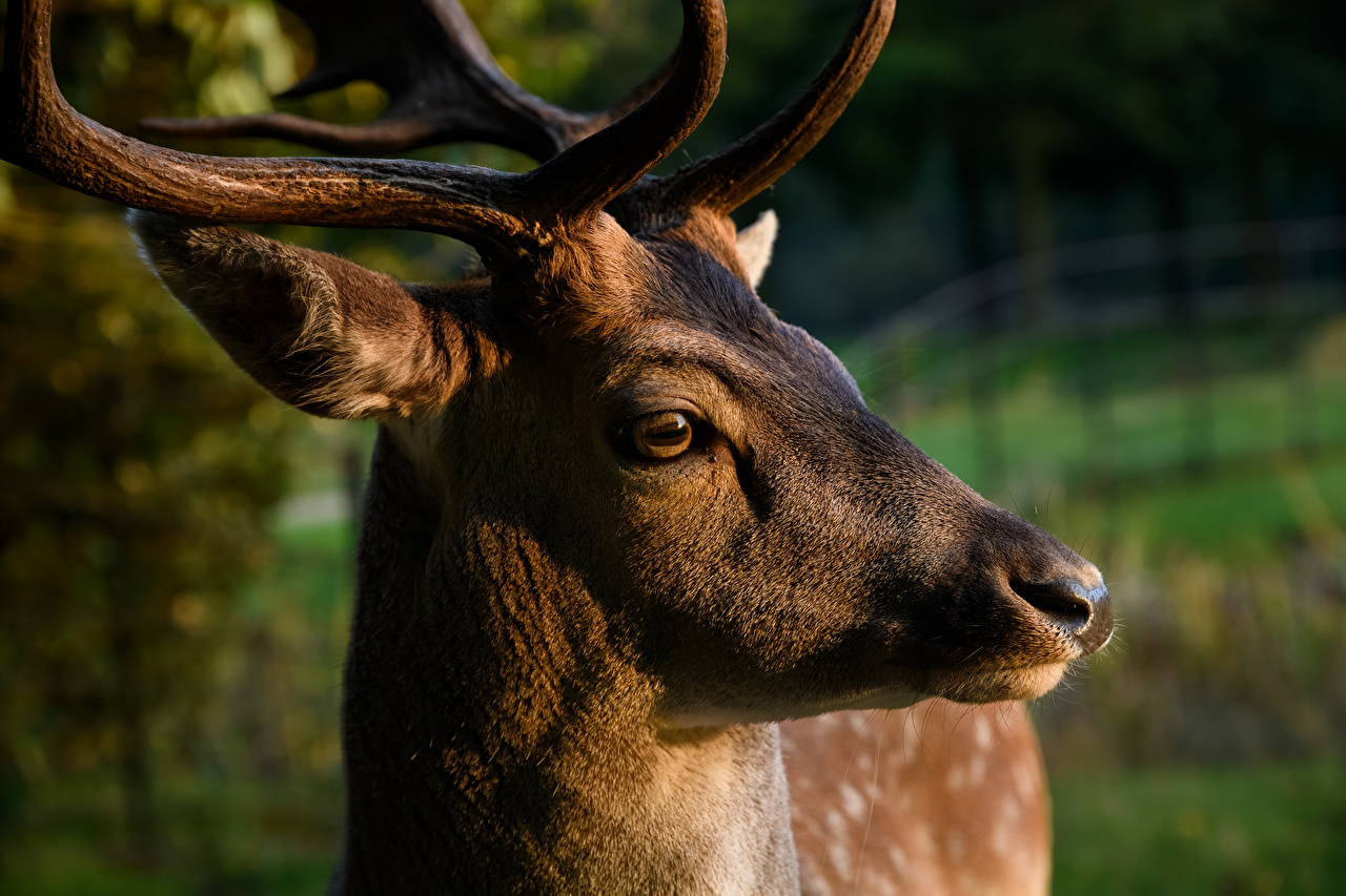 Deer Animal Face - HD Wallpaper 