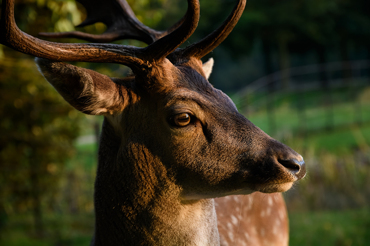 Deer Animal Face - 1280x853 Wallpaper - teahub.io