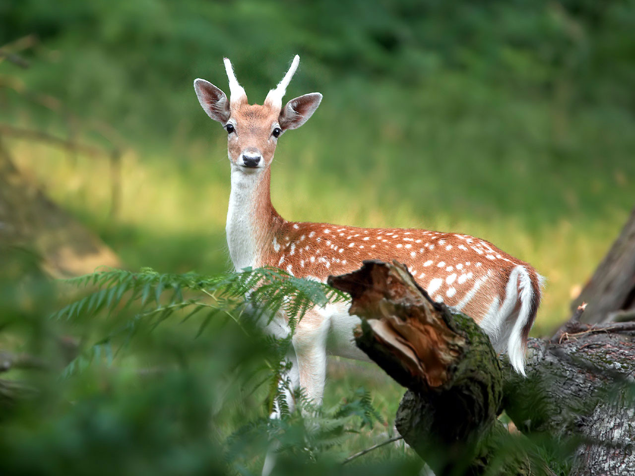 Beautiful Pictures Of Deers - HD Wallpaper 
