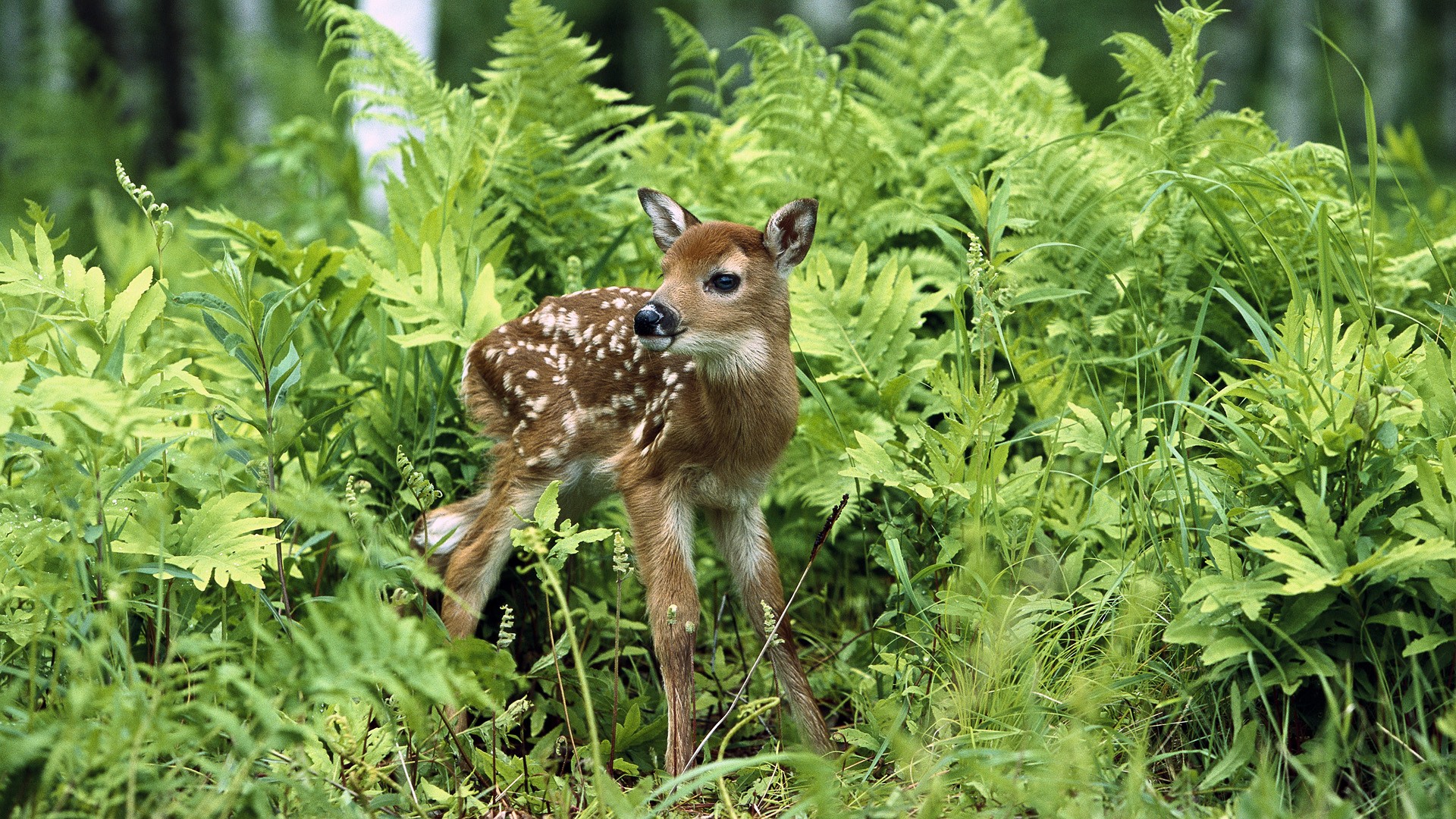 Temperate Woodland And Shrubland Plants And Animals - HD Wallpaper 