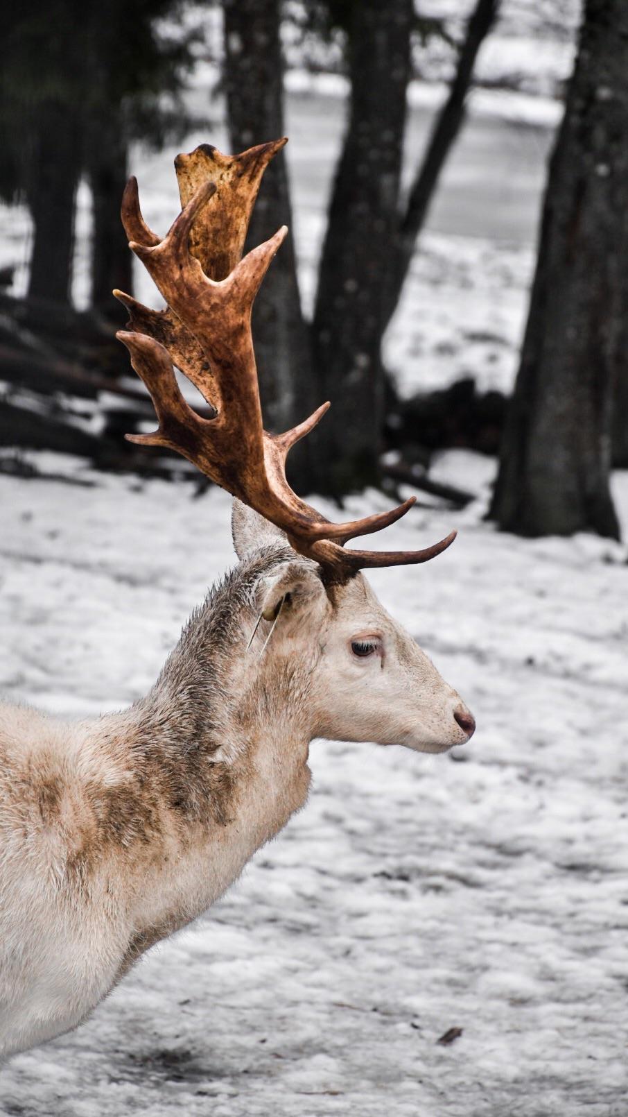 Blonde Deer - HD Wallpaper 