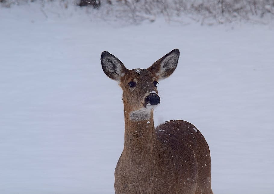 Deer, Snow, Beautiful, Doe, Park, Animal, Wildlife, - Doe Deer In Snow - HD Wallpaper 