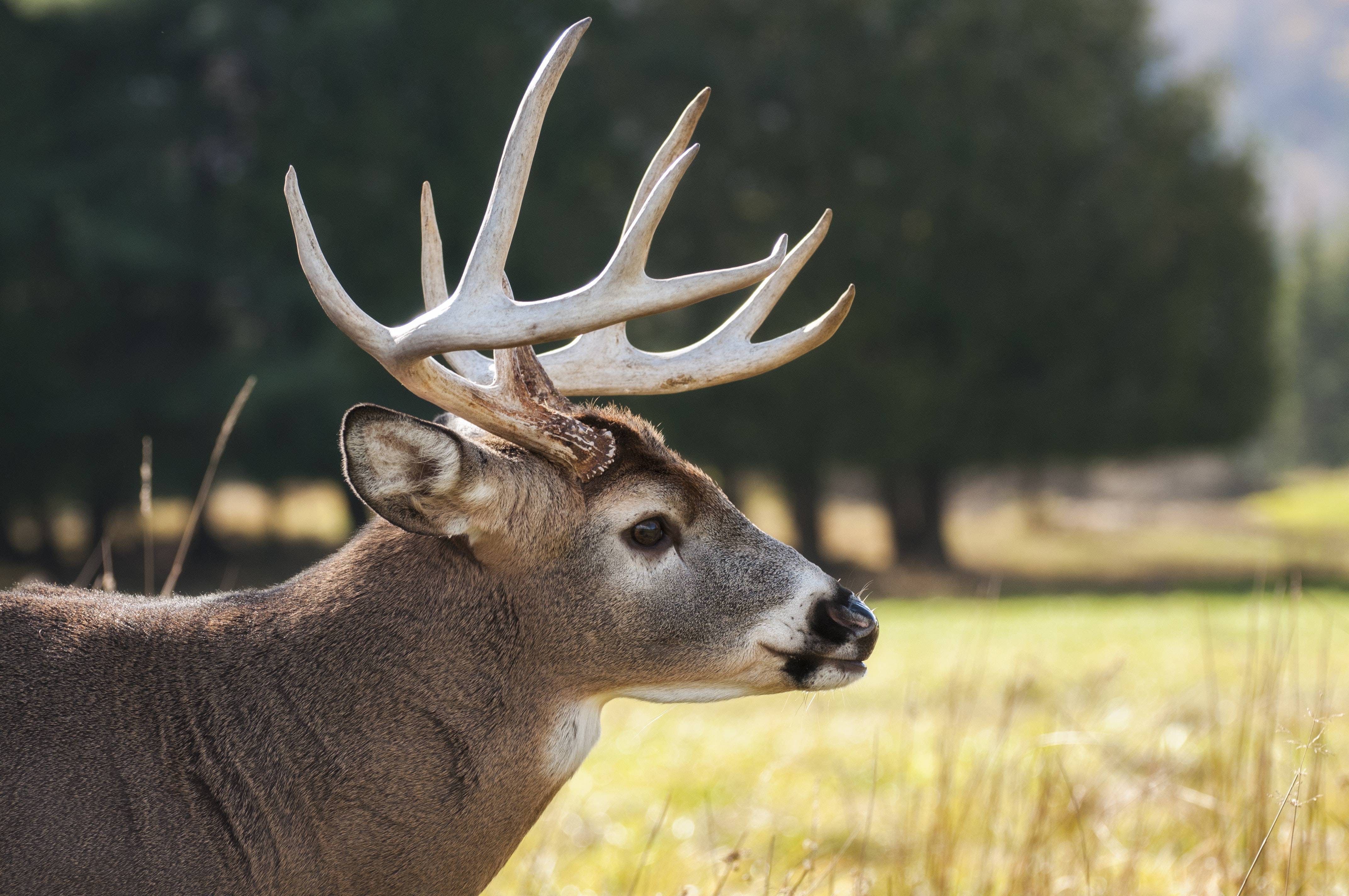 Texas Deer - HD Wallpaper 