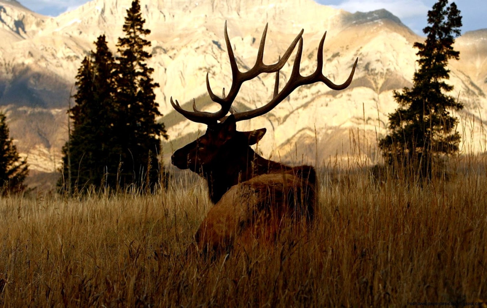 Deer Animals Nature Hd Wallpaper - Hunting Desktop Backgrounds - 1600x1011  Wallpaper 