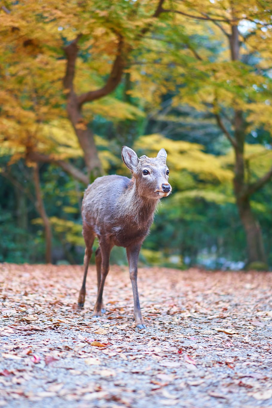 Selective Focus Photography Of Brown Deer, Animal, - HD Wallpaper 