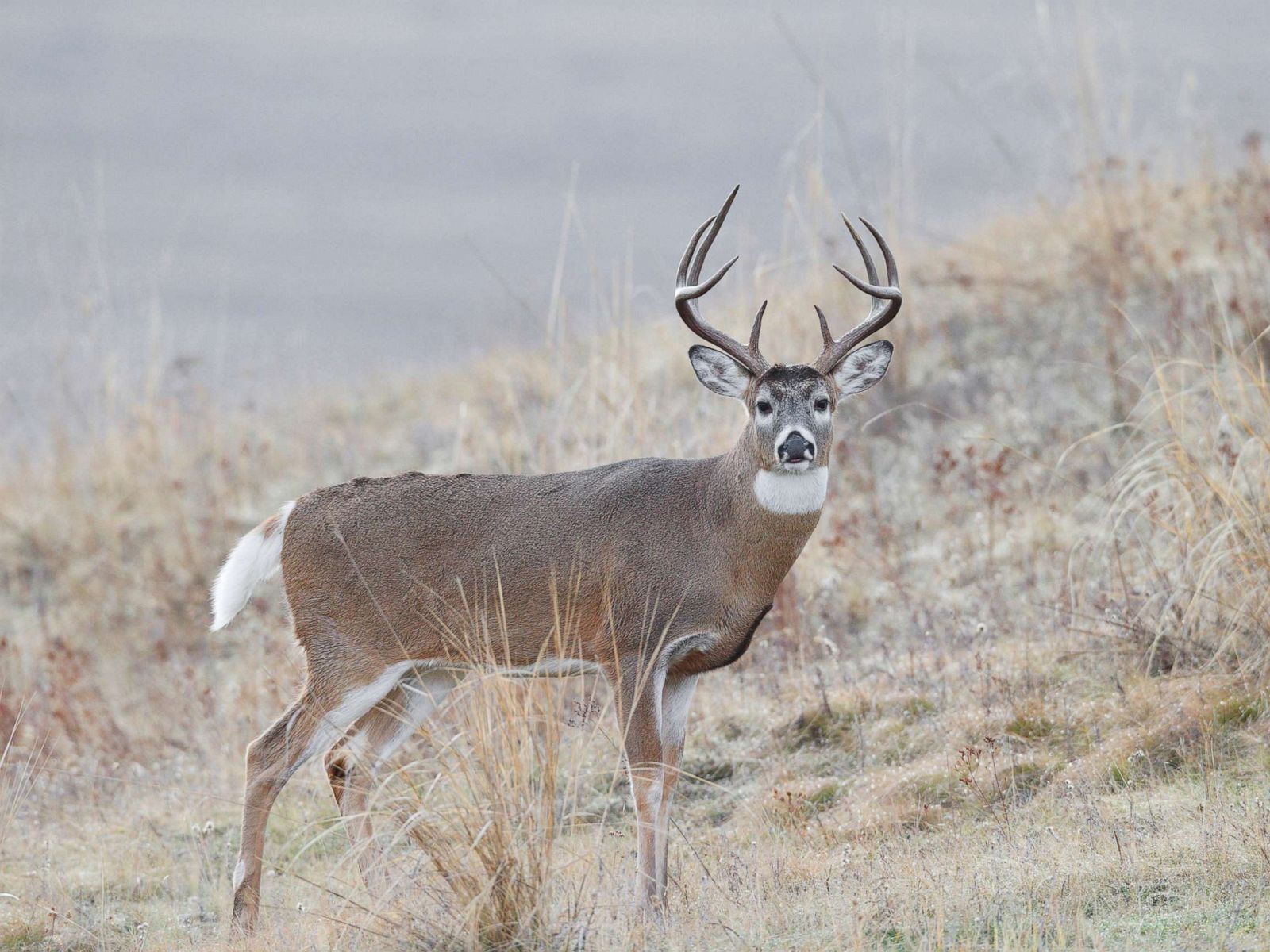 Deer Attacks - HD Wallpaper 