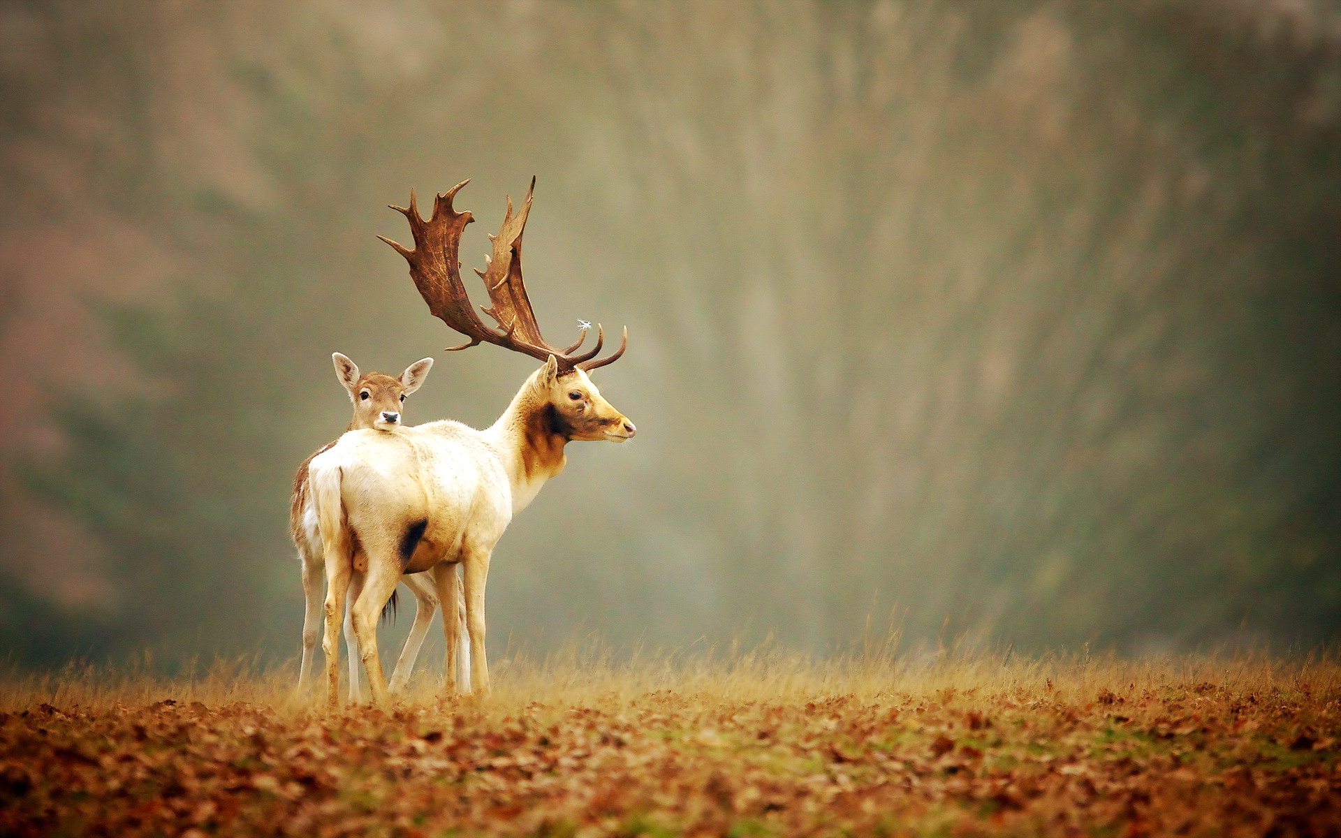 Deer Wallpapers For Desktop - Beautiful Wallpapers Of Deer - HD Wallpaper 