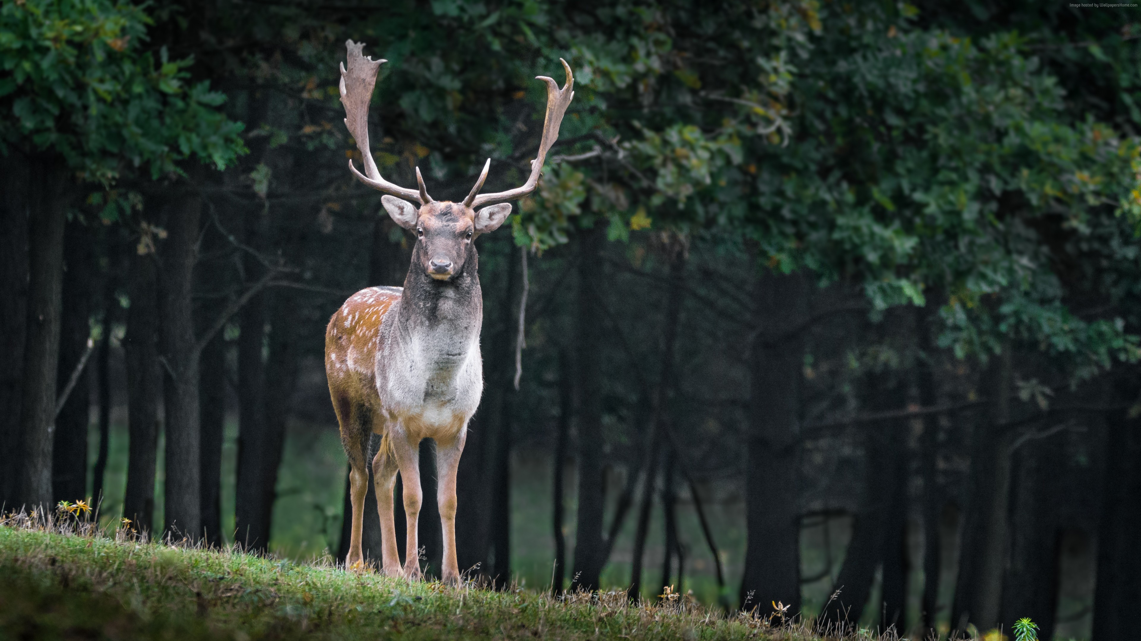 Wallpaper Deer, Cute Animals, Forest, 5k, Animals - Cool Animals In Forest - HD Wallpaper 