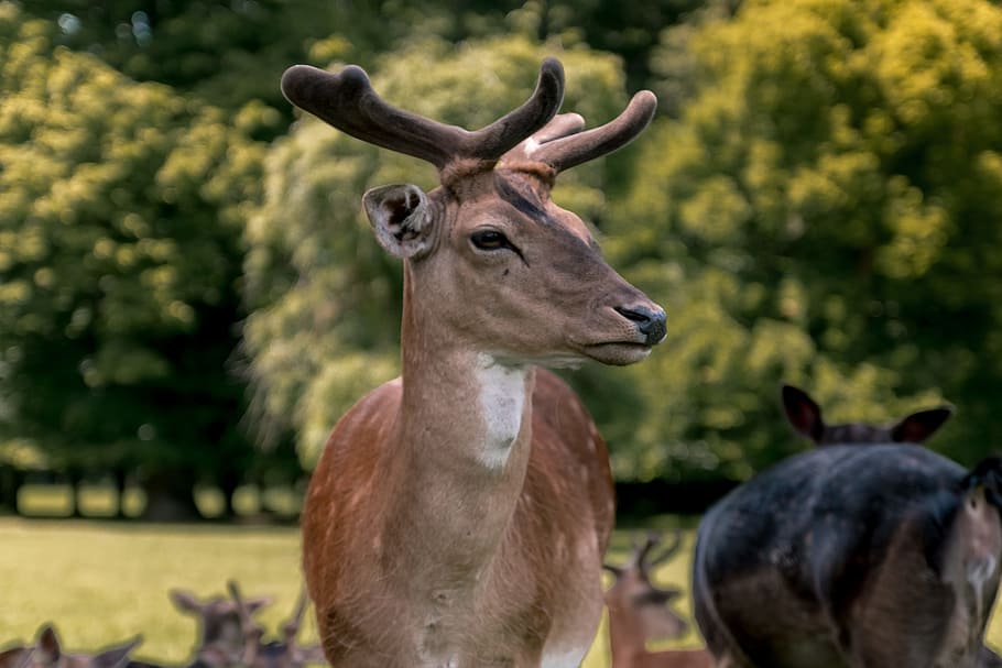 Beautiful Portrait Of Deer At Forest, Animal, Animal - Reindeer - HD Wallpaper 