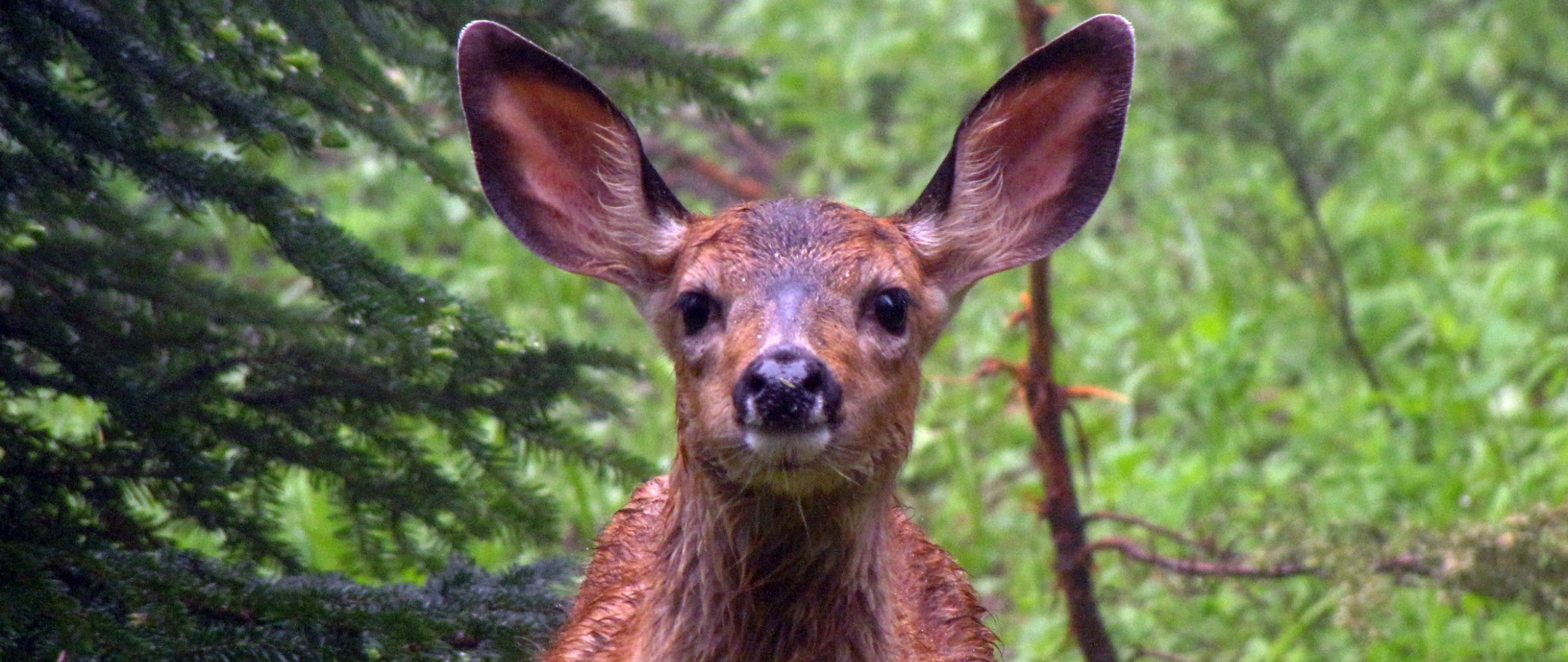 Roe Deer, Muzzle, Wild Animals, Cute, Wallpaper - Animal - HD Wallpaper 