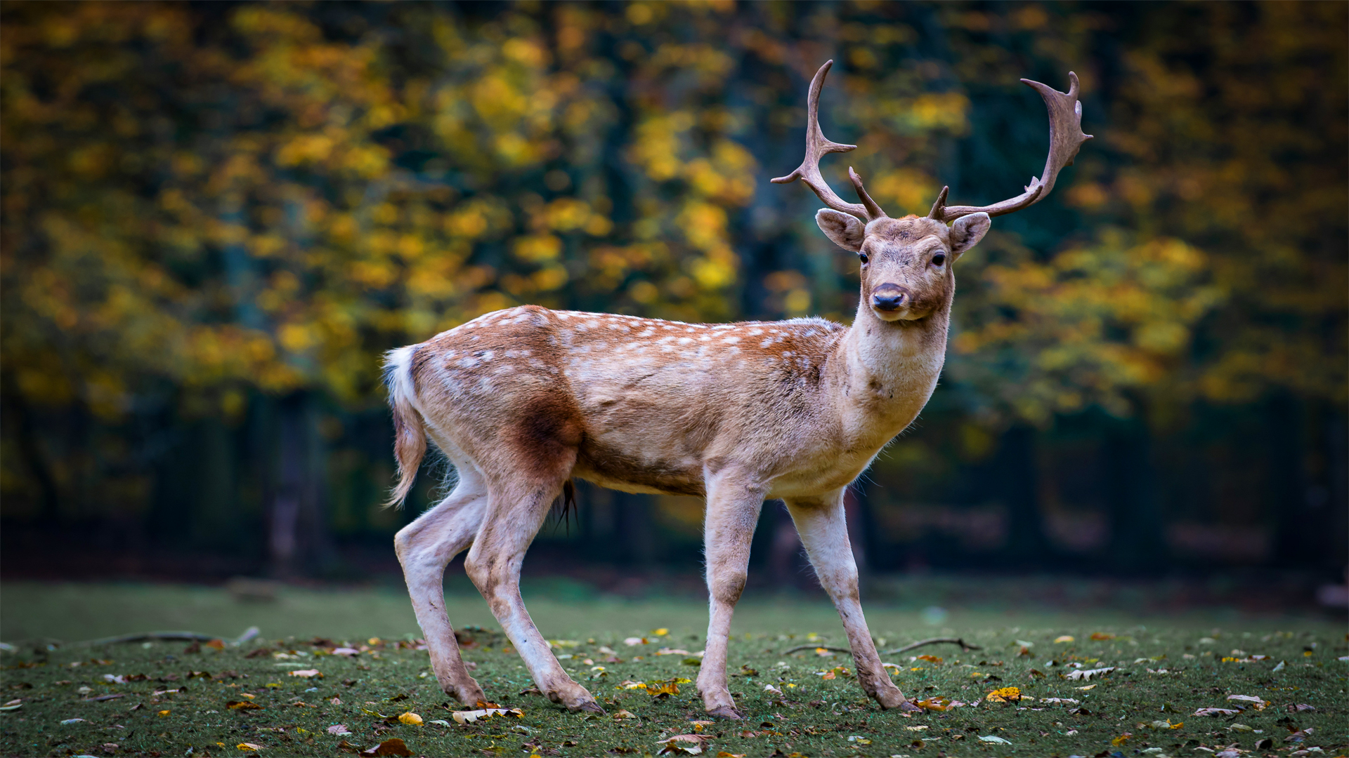Zombie Deer Disease - HD Wallpaper 