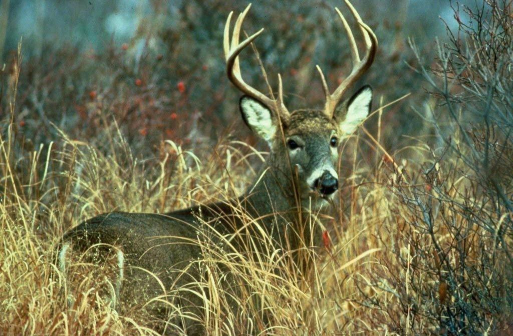 Whitetail Deer Wall Paper Deer Desktop H Animals Wallpaper - Michigan Hunting - HD Wallpaper 