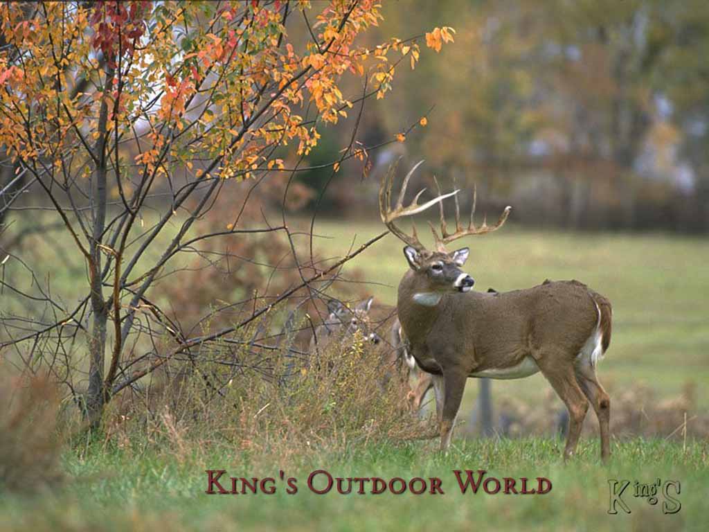 Free Whitetail Deer Wallpaper Size 1024x768px ~ Wallpaper - Whitetail Deer Screensaver - HD Wallpaper 
