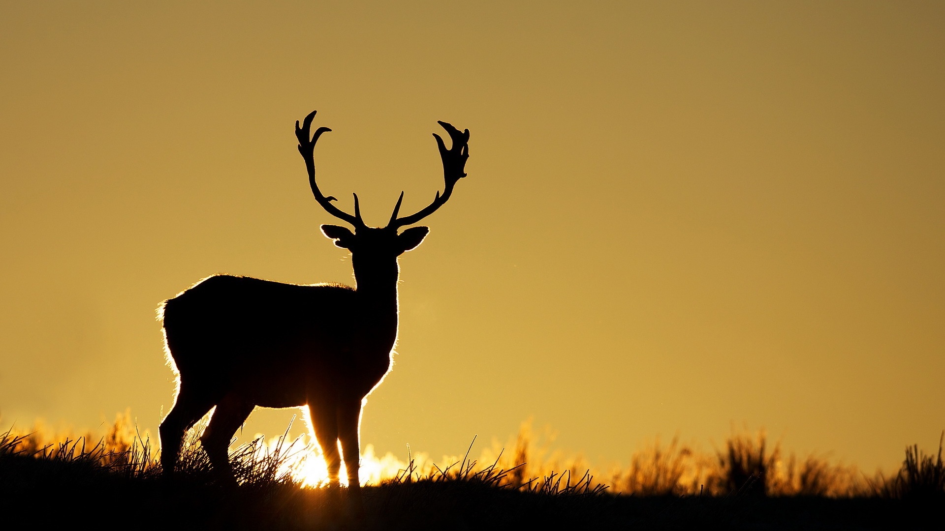 Elk - HD Wallpaper 