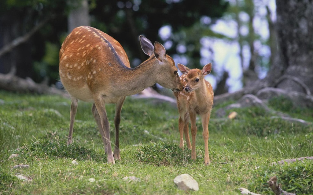 Cute Deer In The Forest Hd Wallpapers 4 Thumb Cute - Deer And Its Baby - HD Wallpaper 