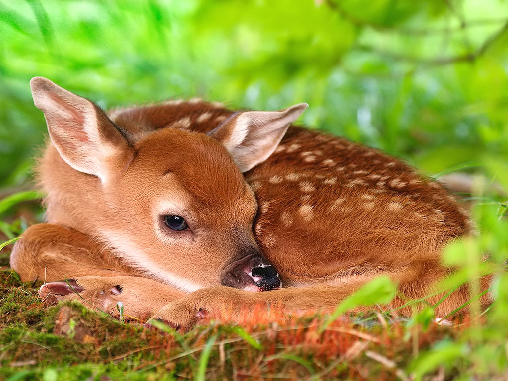 Baby Animals - HD Wallpaper 
