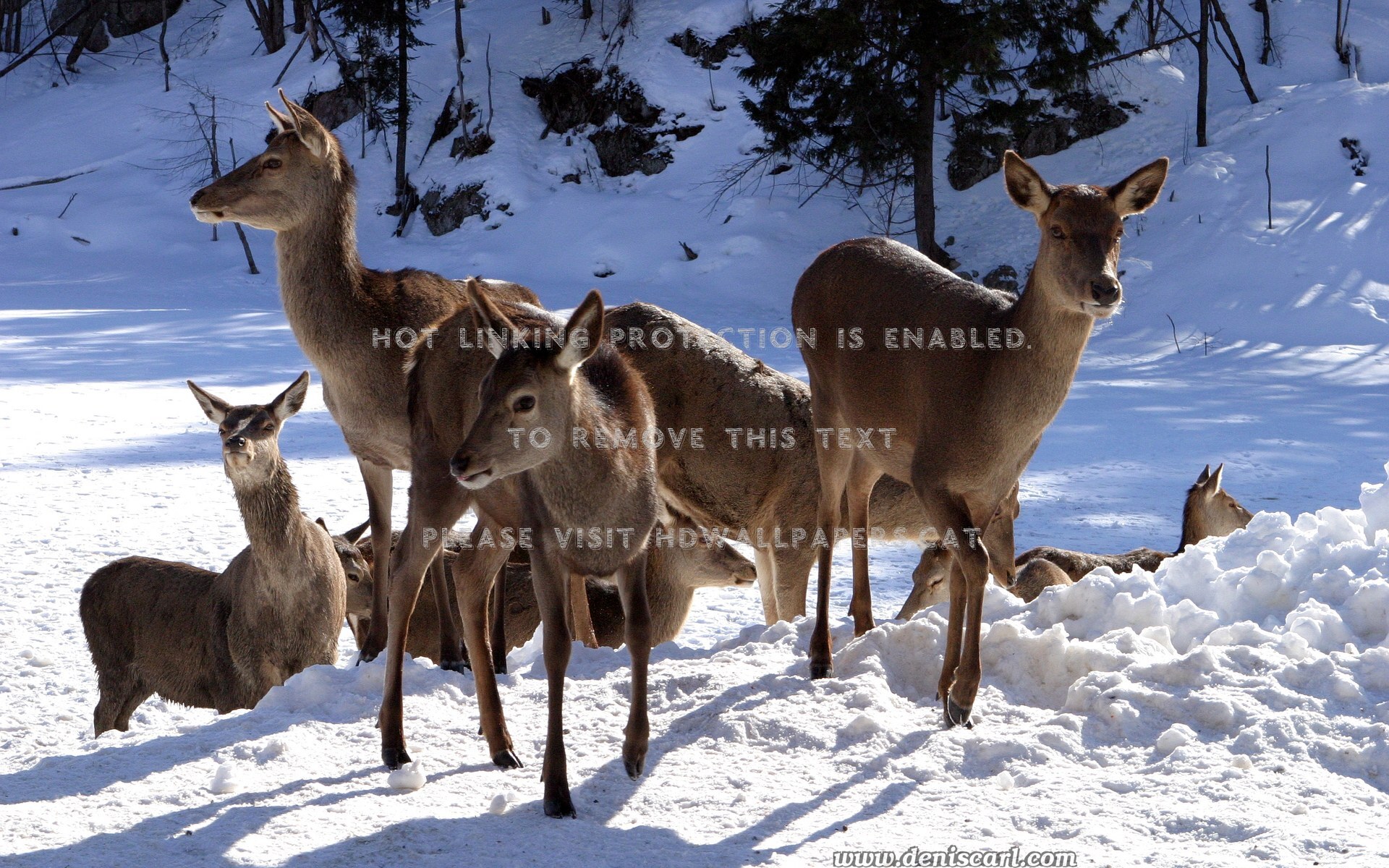 Beautiful Deer Trees Snow Winter Animals - Deer - HD Wallpaper 