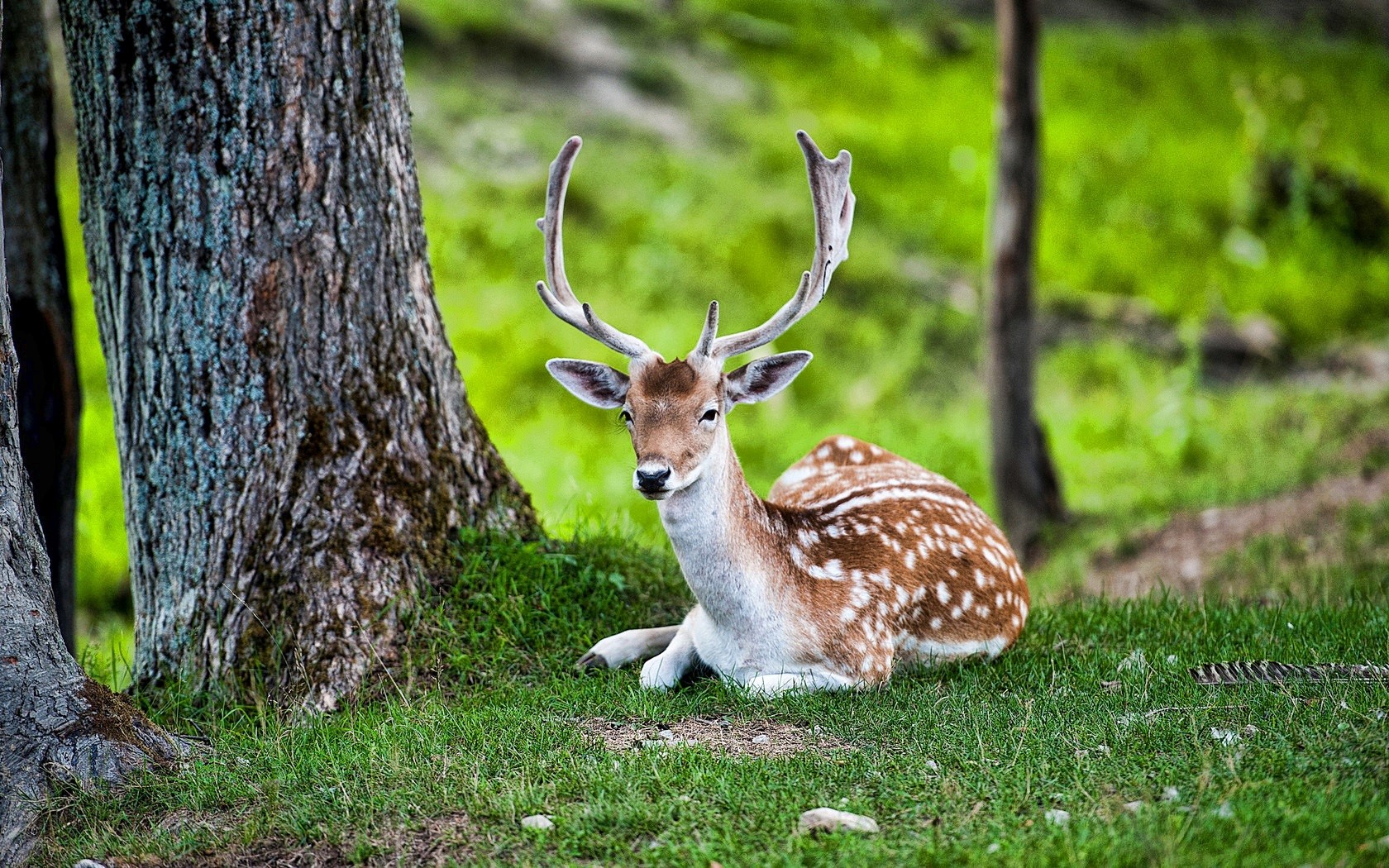 Amazing Beautiful Deer Seating In Jungle Image - Animals Hiran Photo Download - HD Wallpaper 