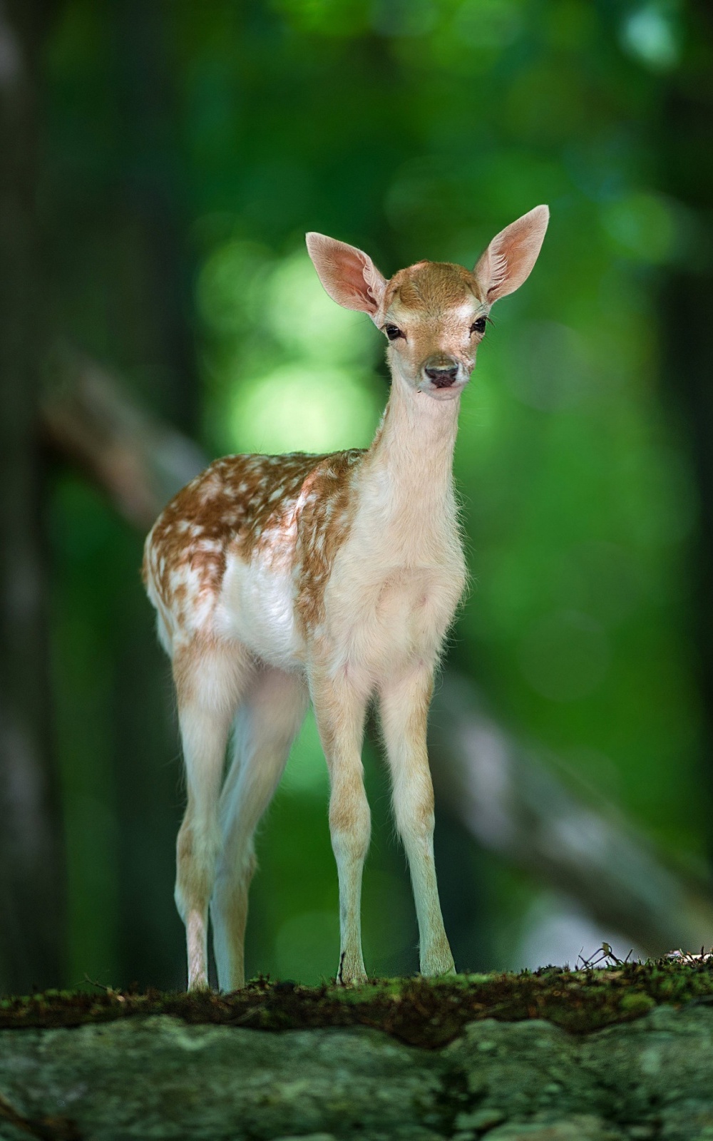 Baby Cute Deer - HD Wallpaper 