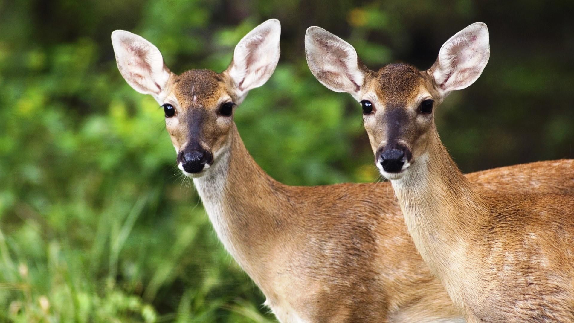 Hd Image Of Two Deers - HD Wallpaper 