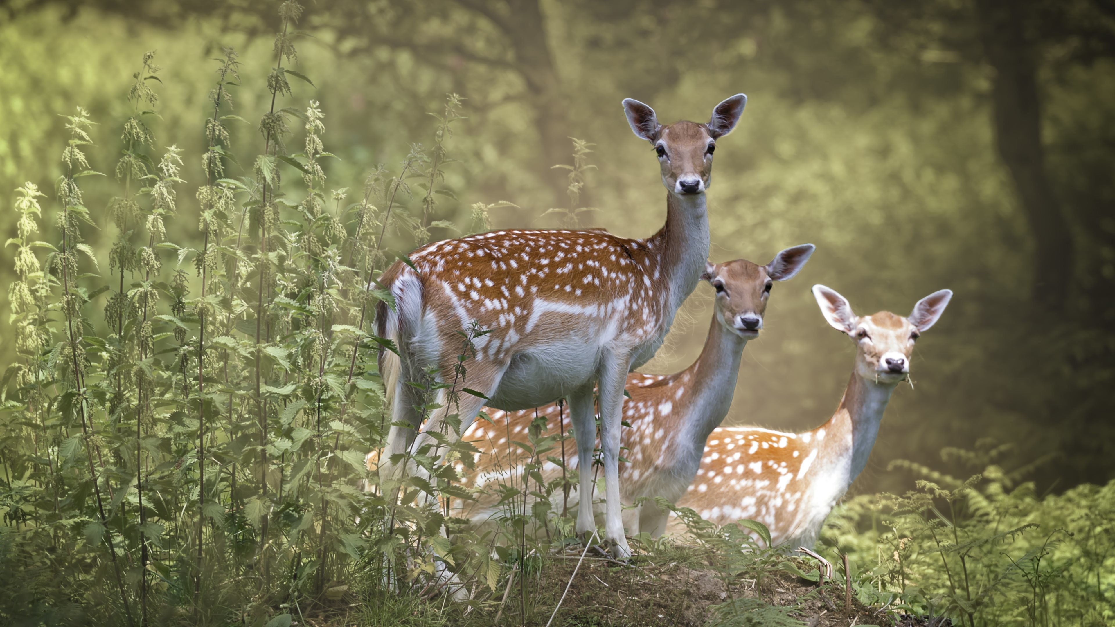 From The Cervidae Family Are These Beautiful Deer And - HD Wallpaper 