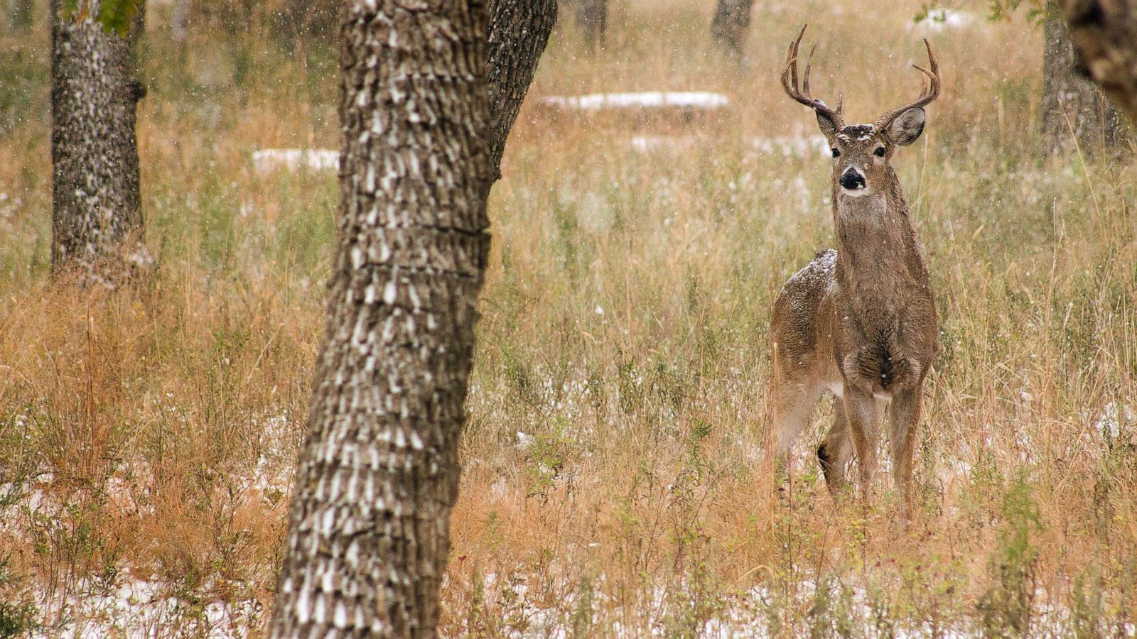 Men Assaulting Injured Deer - HD Wallpaper 