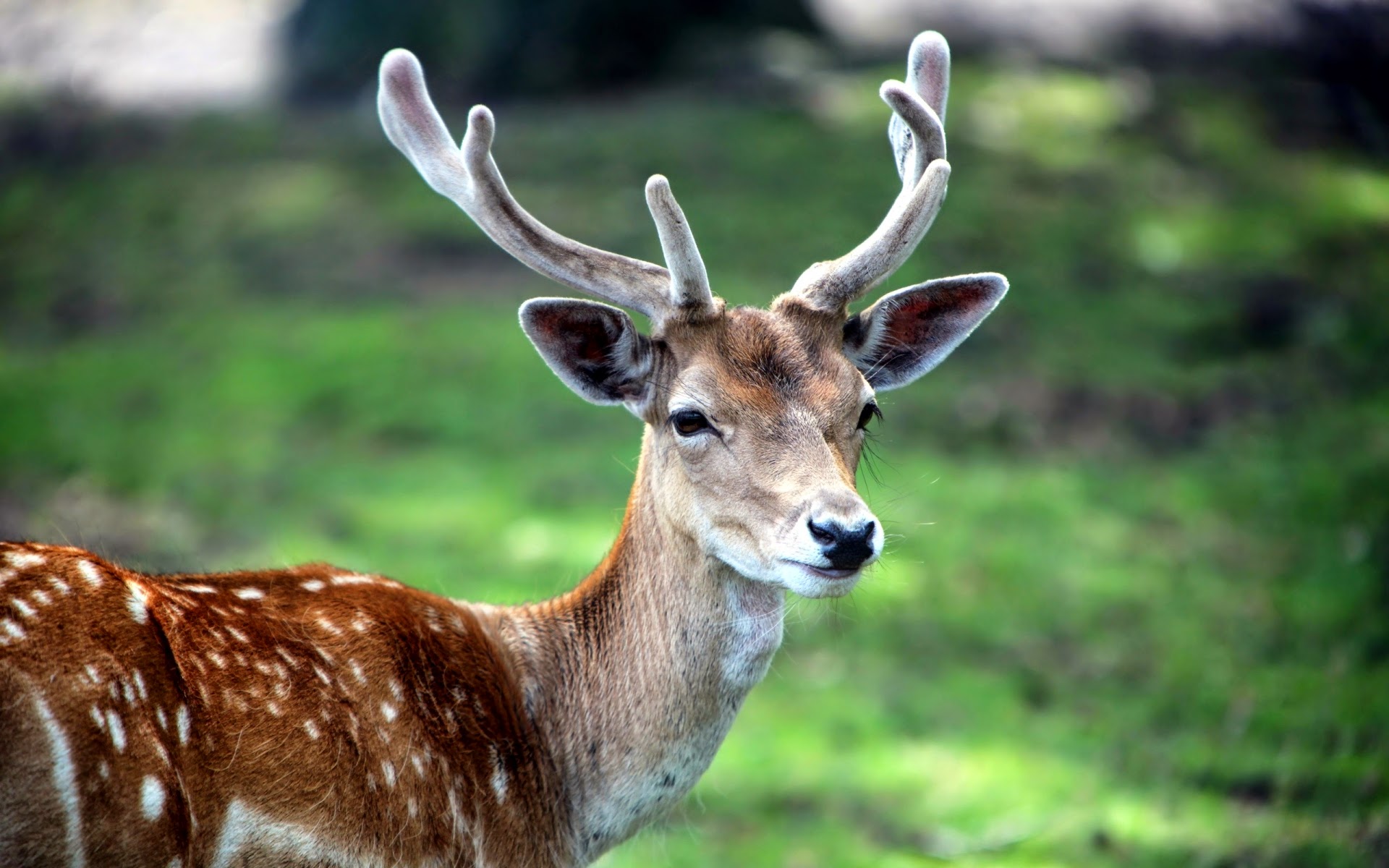 Hd Pictures Of Deer - HD Wallpaper 
