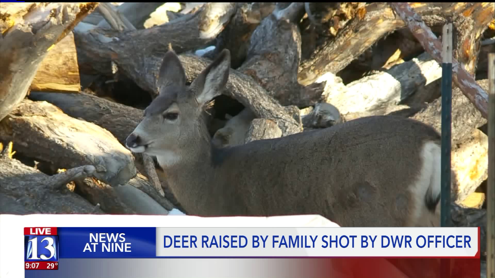 Items - [0] - Videotitle - White-tailed Deer - HD Wallpaper 