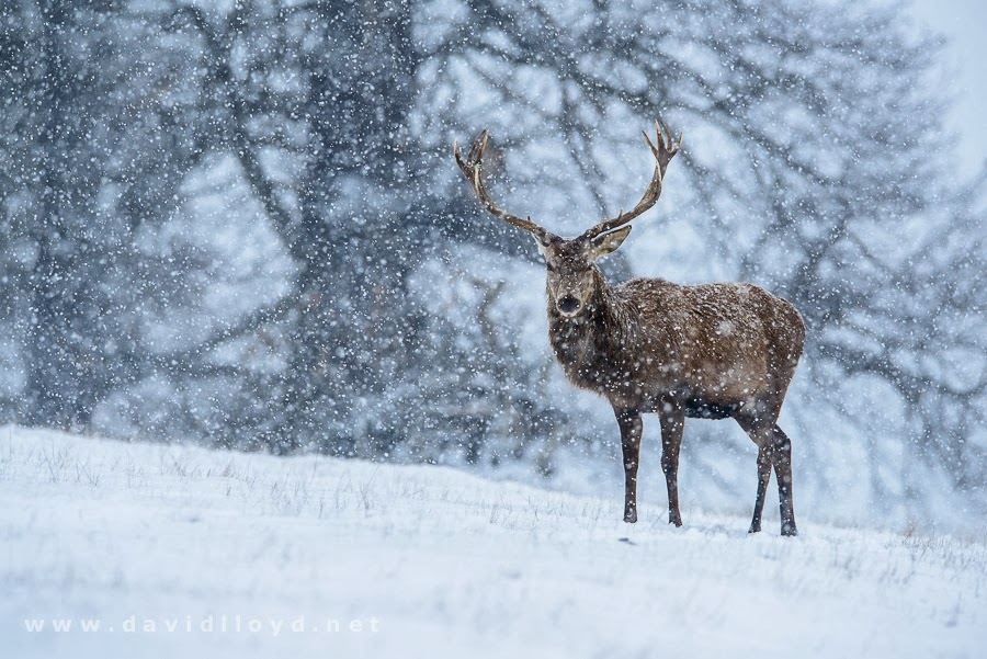 Stag Snow Wallpaper ~ Watch Live - Χειμωνιατικεσ Εικονεσ Για Φοντο - HD Wallpaper 