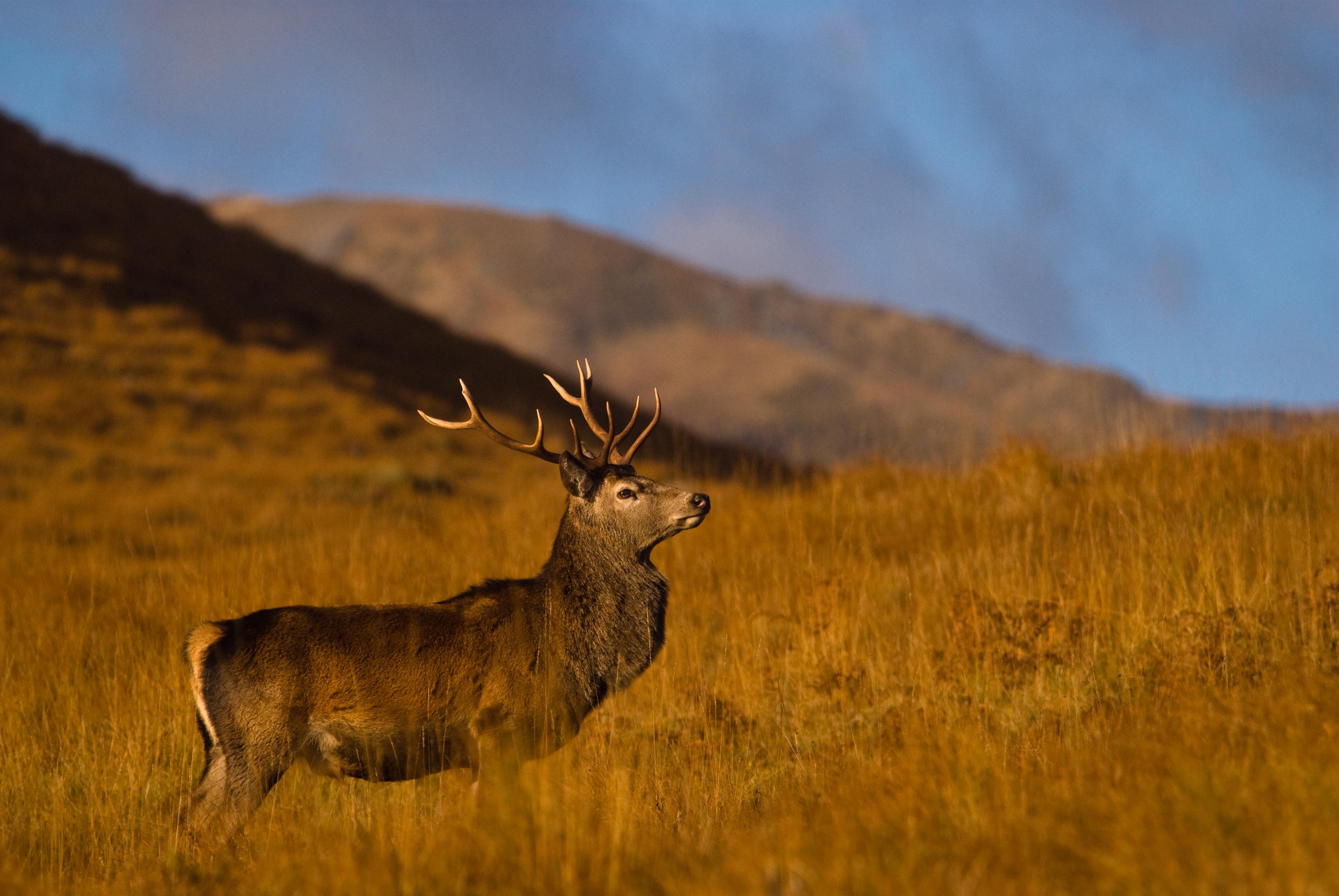Red Deer - Red Deer Scottish Highlands - HD Wallpaper 