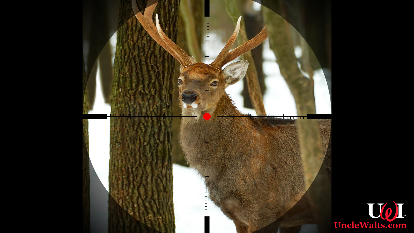 White-tailed Deer - HD Wallpaper 