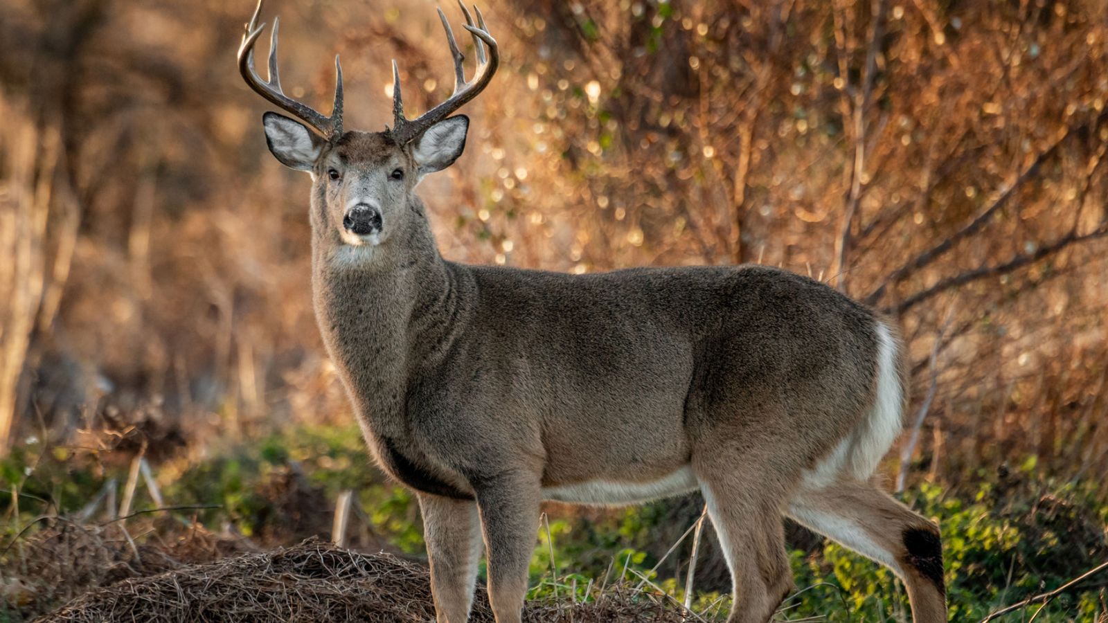 A Hunter In Arkansas Died After A Deer He Had Shot - White Tailed Deer - HD Wallpaper 