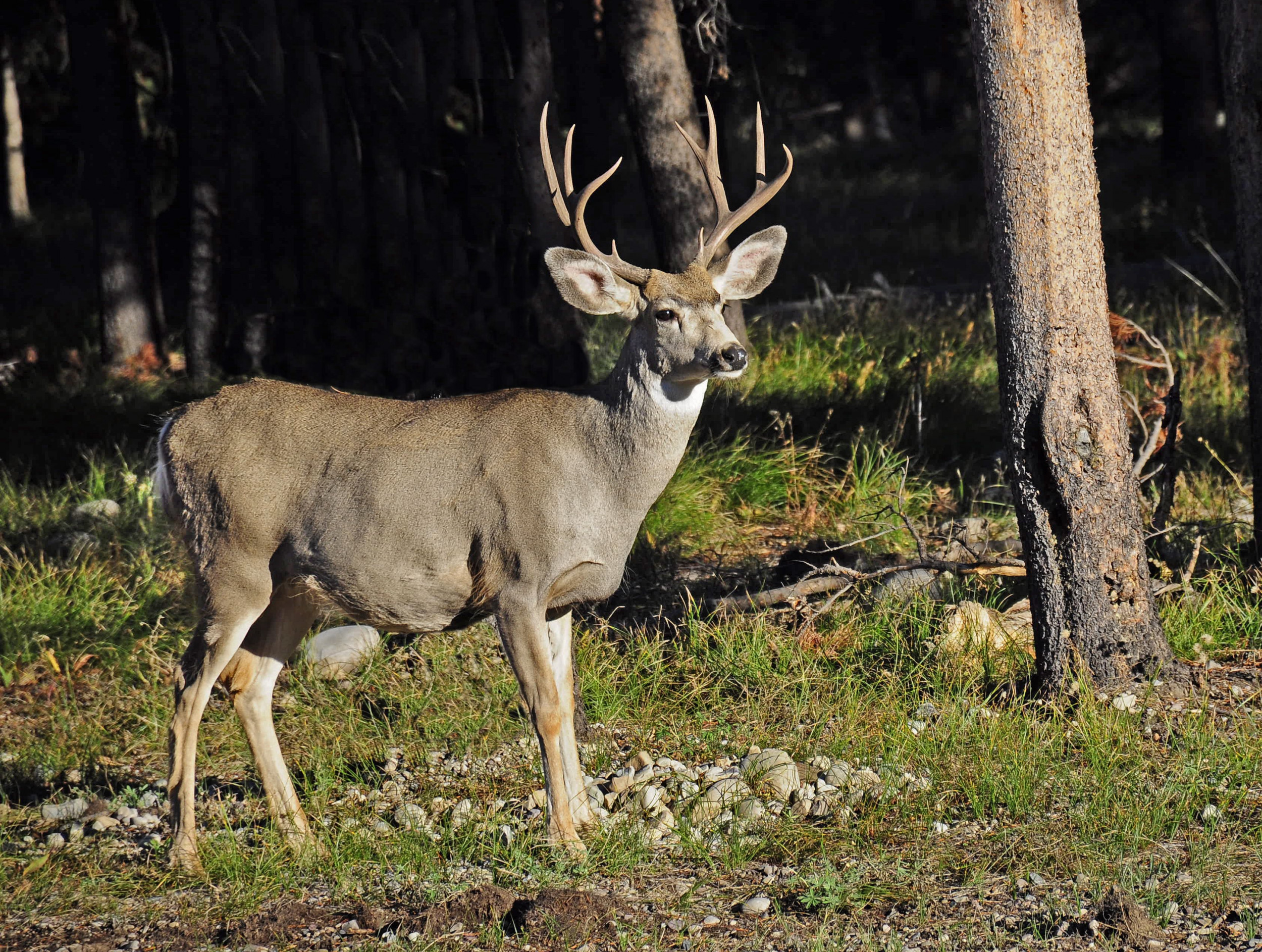 White-tailed Deer Buck, Yellowstone - Deer Buck - HD Wallpaper 