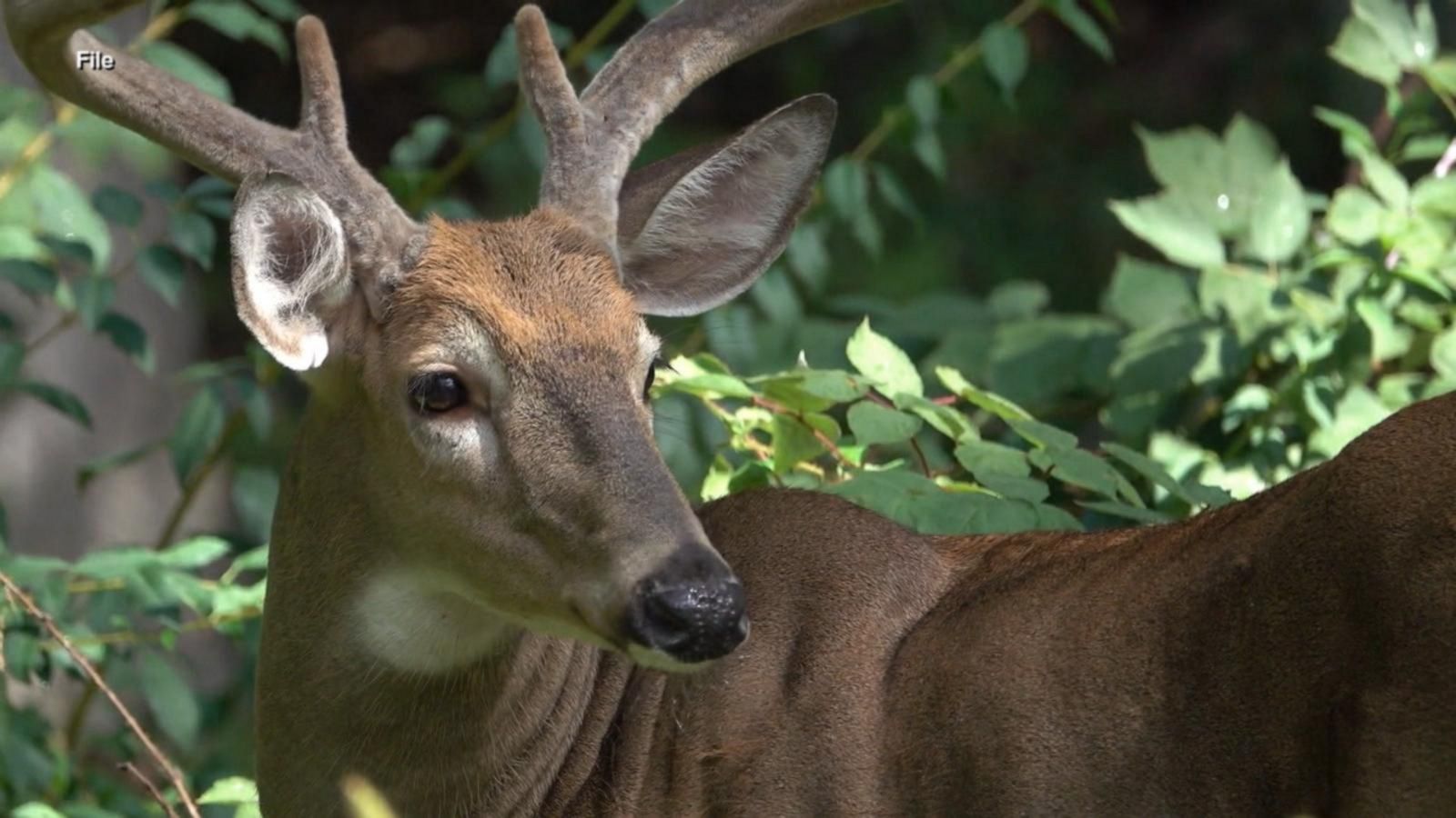 Deer Attack - HD Wallpaper 