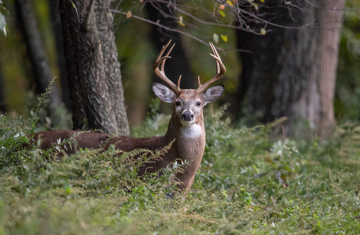 White Tailed Deer Buck - Deer - HD Wallpaper 