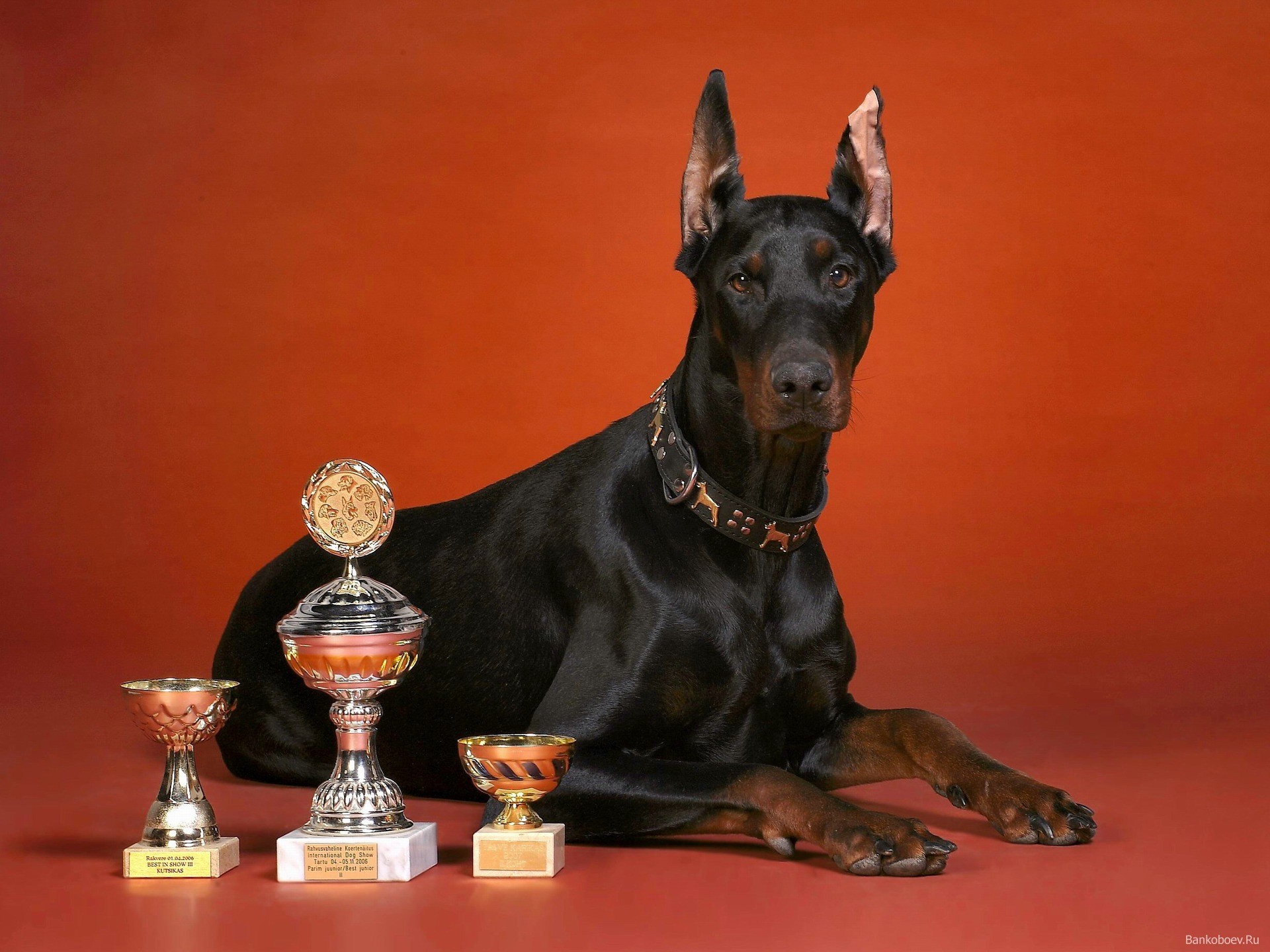 Data Src Popular Doberman Wallpaper - Best Doberman - HD Wallpaper 