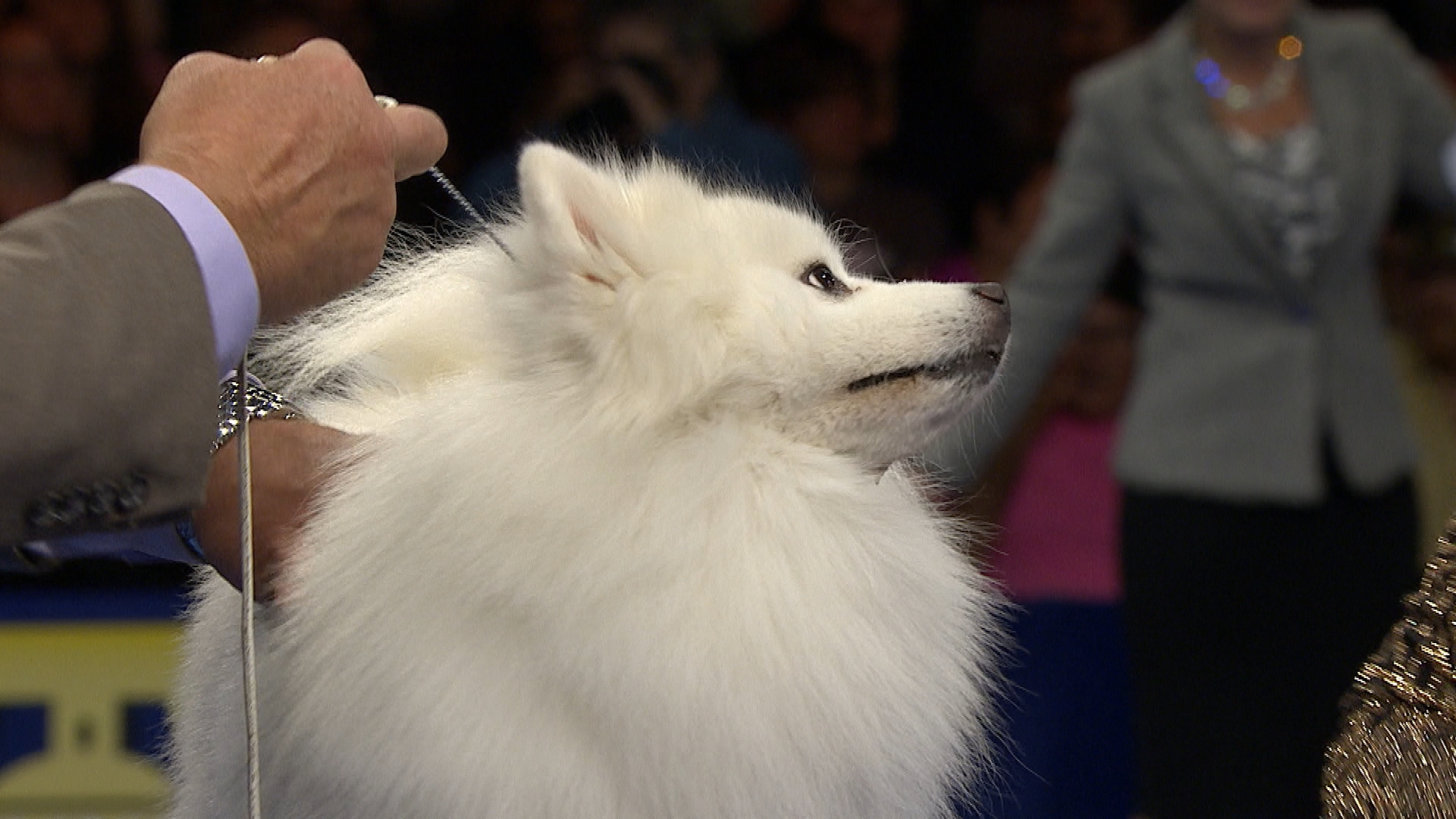National Dog Show 2019 American Eskimo - HD Wallpaper 