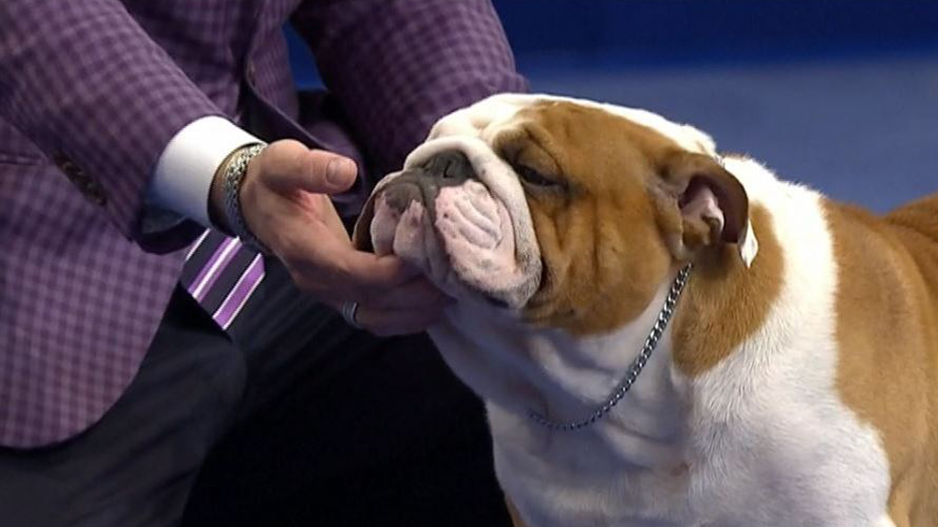 Best In Show Dog 2019 - HD Wallpaper 