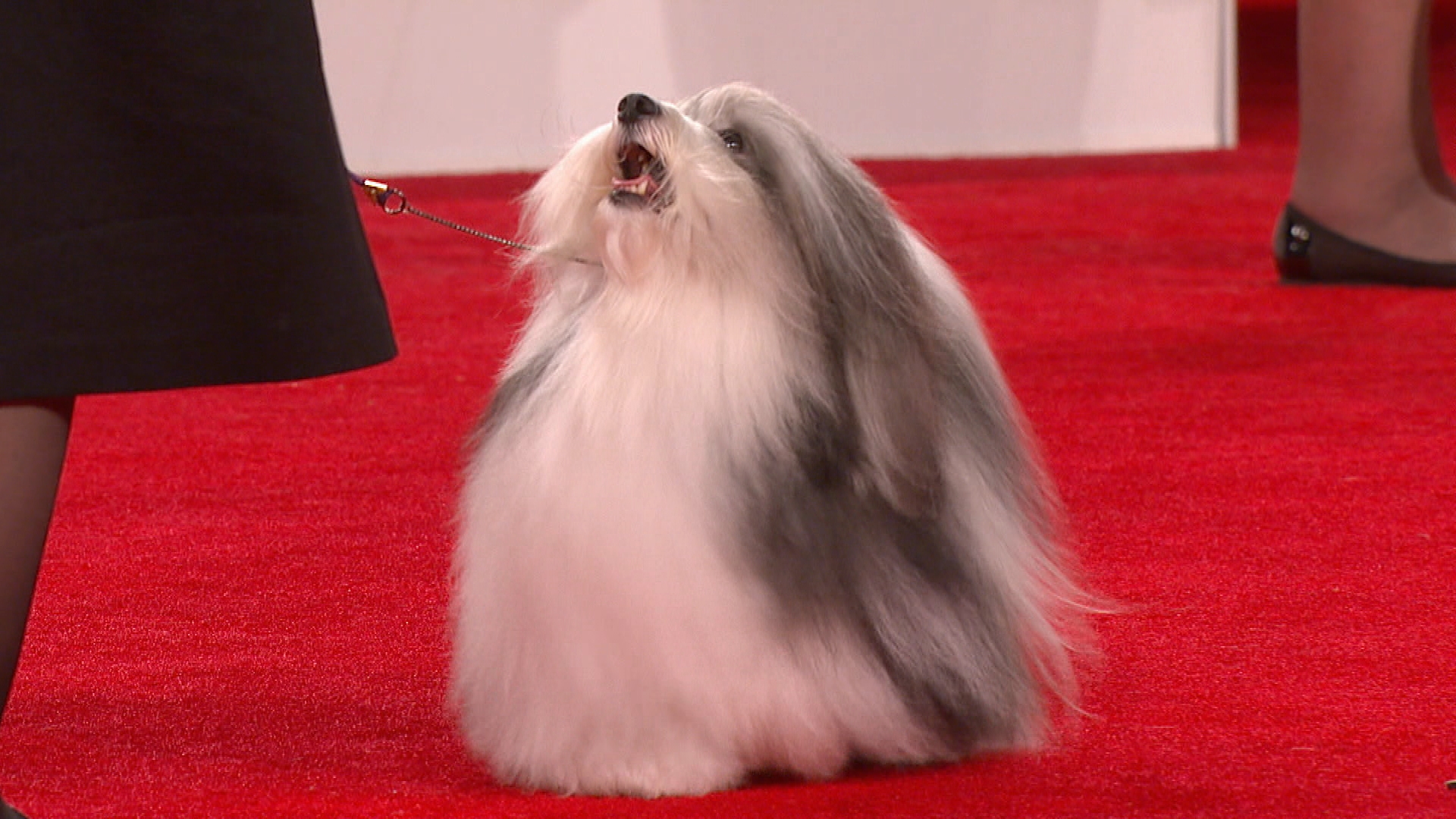 Companion Dog - HD Wallpaper 