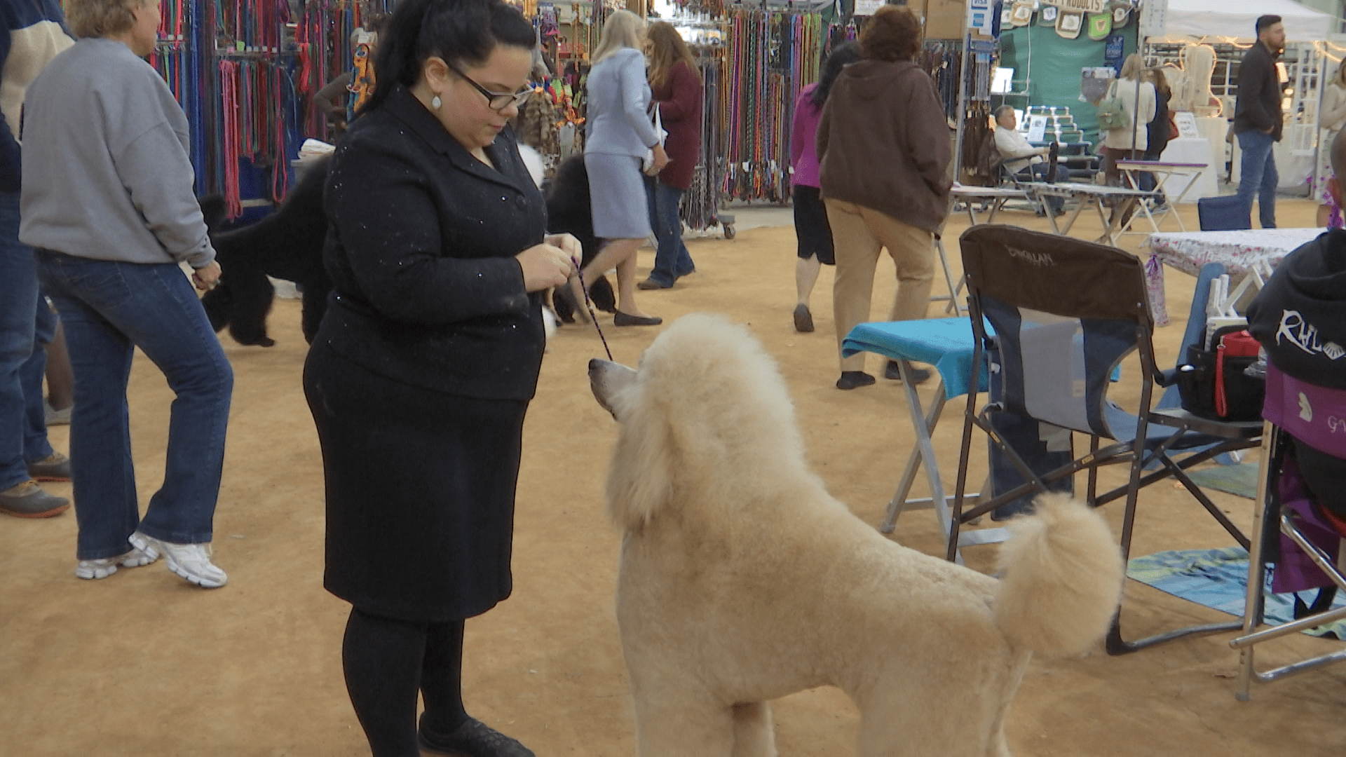 Standard Poodle - HD Wallpaper 